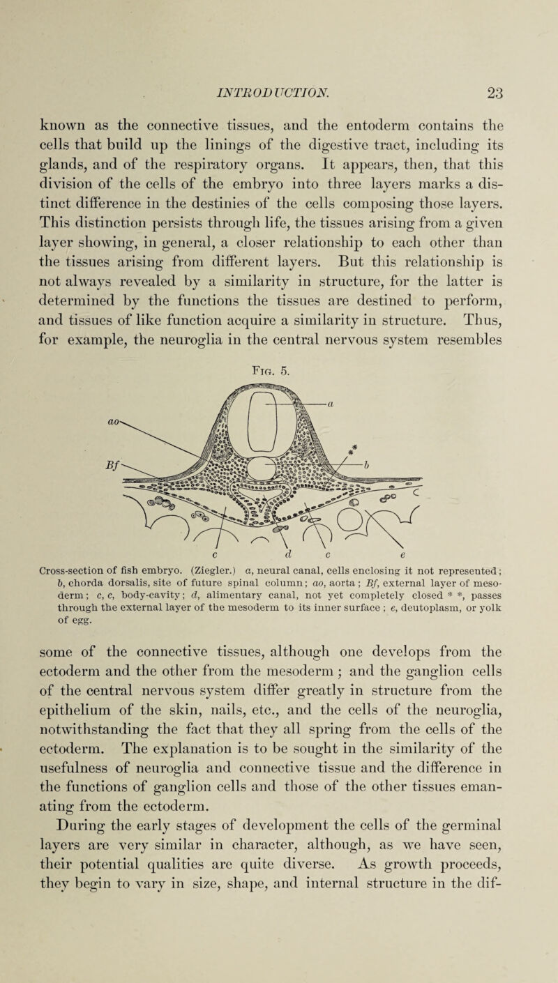 known as the connective tissues, and the entoderm contains the cells that build up the linings of the digestive tract, including its glands, and of the respiratory organs. It appears, then, that this division of the cells of the embryo into three layers marks a dis¬ tinct difference in the destinies of the cells composing those layers. This distinction persists through life, the tissues arising from a given layer showing, in general, a closer relationship to each other than the tissues arising from different layers. But this relationship is not always revealed by a similarity in structure, for the latter is determined by the functions the tissues are destined to perform, and tissues of like function acquire a similarity in structure. Thus, for example, the neuroglia in the central nervous system resembles Fig. 5. Cross-section of fish embryo. (Ziegler.) a, neural canal, cells enclosing it not represented; b, chorda dorsalis, site of future spinal column; ao, aorta; Bf, external layer of meso¬ derm ; c, c, body-cavity; d, alimentary canal, not yet completely closed * *, passes through the external layer of the mesoderm to its inner surface ; e, deutoplasm, or yolk of egg. some of the connective tissues, although one develops from the ectoderm and the other from the mesoderm; and the ganglion cells of the central nervous system differ greatly in structure from the epithelium of the skin, nails, etc., and the cells of the neuroglia, notwithstanding the fact that they all spring from the cells of the ectoderm. The explanation is to be sought in the similarity of the usefulness of neuroglia and connective tissue and the difference in the functions of ganglion cells and those of the other tissues eman¬ ating from the ectoderm. During the early stages of development the cells of the germinal layers are very similar in character, although, as we have seen, their potential qualities are quite diverse. As growth proceeds, they begin to vary in size, shape, and internal structure in the dif-