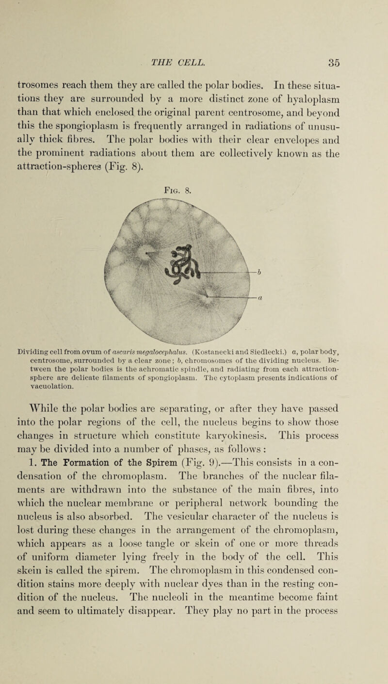 trosomes reach them they are called the polar bodies. In these situa¬ tions they are surrounded by a more distinct zone of hyaloplasm than that which enclosed the original parent centrosome, and beyond this the spongioplasm is frequently arranged in radiations of unusu¬ ally thick fibres. The polar bodies with their clear envelopes and the prominent radiations about them are collectively known as the attraction-spheres (Fig. 8). Fig. 8. Dividing cell from ovum of ascaris megalocephalus. (Kostanecki and Siedlecki.) a, polar body, centrosome, surrounded by a clear zone; b, chromosomes of the dividing nucleus. Be¬ tween the polar bodies is the achromatic spindle, and radiating from each attraction- sphere are delicate filaments of spongioplasm. The cytoplasm presents indications of vacuolation. While the polar bodies are separating, or after they have passed into the polar regions of the cell, the nucleus begins to show those changes in structure which constitute karyokinesis. This process may be divided into a number of phases, as follows : 1. The Formation of the Spirem (Fig. 9).—This consists in a con¬ densation of the chromoplasm. The branches of the nuclear fila¬ ments are withdrawn into the substance of the main fibres, into which the nuclear membrane or peripheral network bounding the nucleus is also absorbed. The vesicular character of the nucleus is lost during these changes in the arrangement of the chromoplasm, which appears as a loose tangle or skein of one or more threads of uniform diameter lying freely in the body of the cell. This skein is called the spirem. The chromoplasm in this condensed con¬ dition stains more deeply with nuclear dyes than in the resting con¬ dition of the nucleus. The nucleoli in the meantime become faint and seem to ultimately disappear. They play no part in the process