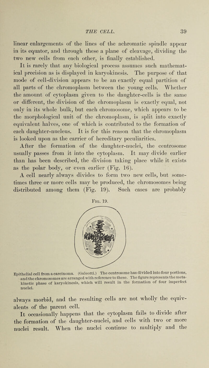linear enlargements of the lines of the achromatic spindle appear in its equator, and through these a plane of cleavage, dividing the two new cells from each other, is finally established. It is rarely that any biological process assumes such mathemat¬ ical precision as is displayed in karyokinesis. The purpose of that mode of cell-division appears to be an exactly equal partition of all parts of the chromoplasm between the young cells. Whether the amount of cytoplasm given to the daughter-cells is the same or different, the division of the chromoplasm is exactly equal, not only in its whole bulk, but each chromosome, which appears to be the morphological unit of the chromoplasm, is split into exactly equivalent halves, one of which is contributed to the formation of each daughter-nucleus. It is for this reason that the chromoplasm is looked upon as the carrier of hereditary peculiarities. After the formation of the daughter-nuclei, the centrosome usually passes from it into the cytoplasm. It may divide earlier than has been described, the division taking place while it exists as the polar body, or even earlier (Fig. 16). A cell nearly always divides to form two new cells, but some¬ times three or more cells may be produced, the chromosomes being distributed among them (Fig. 19). Such cases are probably Fig. 19. Epithelial cell from a carcinoma. (Galeotti.) The centrosome has divided into four portions, and the chromosomes are arranged with reference to these. The figure represents the meta- kinetic phase of karyokinesis, which will result in the formation of four imperfect nuclei. always morbid, and the resulting cells are not wholly the equiv¬ alents of the parent cell. It occasionallv happens that the cytoplasm fails lO divide aftei the formation of the daughter-nuclei, and cells with two or more nuclei result. When the nuclei continue to multiply and the