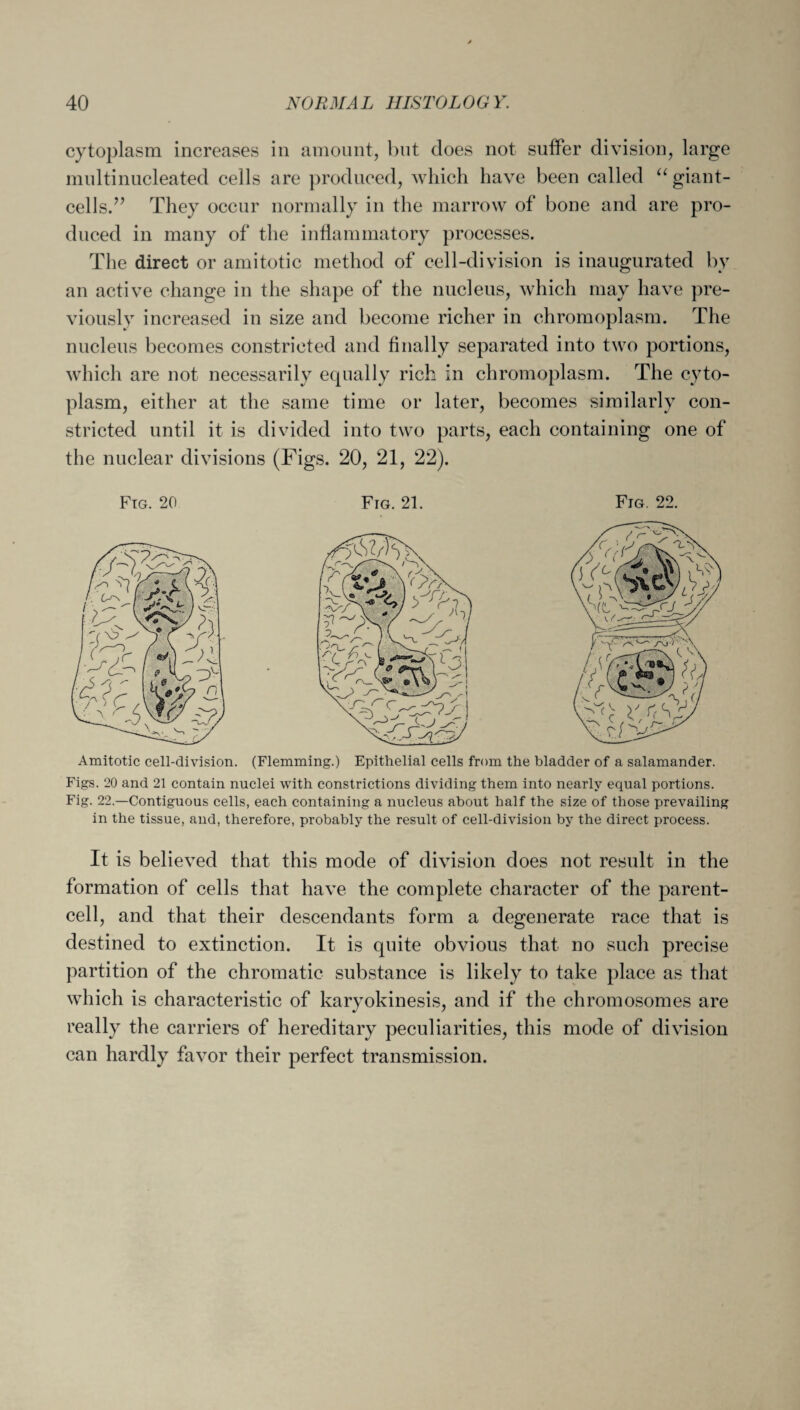 cytoplasm increases in amount, but does not suffer division, large multinucleated cells are produced, which have been called “ giant- cells.’J They occur normally in the marrow of bone and are pro¬ duced in many of the inflammatory processes. The direct or amitotic method of cell-division is inaugurated by an active change in the shape of the nucleus, which may have pre¬ viously increased in size and become richer in chromoplasm. The nucleus becomes constricted and finally separated into two portions, which are not necessarily equally rich in chromoplasm. The cyto¬ plasm, either at the same time or later, becomes similarly con¬ stricted until it is divided into two parts, each containing one of the nuclear divisions (Figs. 20, 21, 22). Fig. 20 Fig. 21. Fig. 22. Amitotic cell-division. (Flemming.) Epithelial cells from the bladder of a salamander. Figs. 20 and 21 contain nuclei with constrictions dividing them into nearly equal portions. Fig. 22.—Contiguous cells, each containing a nucleus about half the size of those prevailing in the tissue, and, therefore, probably the result of cell-division by the direct process. It is believed that this mode of division does not result in the formation of cells that have the complete character of the parent- cell, and that their descendants form a degenerate race that is destined to extinction. It is quite obvious that no such precise partition of the chromatic substance is likely to take place as that which is characteristic of karyokinesis, and if the chromosomes are really the carriers of hereditary peculiarities, this mode of division can hardly favor their perfect transmission.