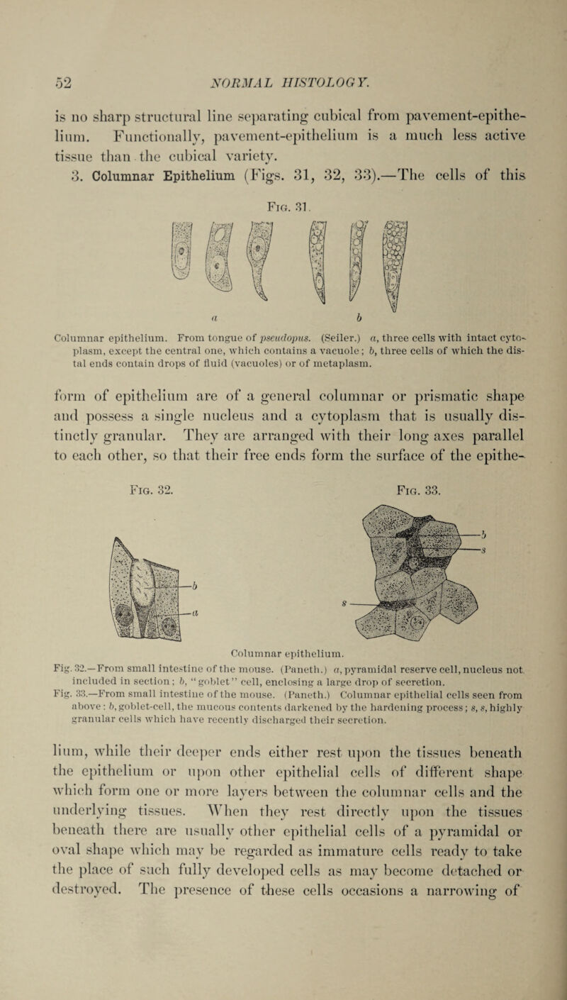 is no sharp structural line separating cubical from pavement-epithe¬ lium. Functionally, pavement-epithelium is a much less active tissue than the cubical variety. 3. Columnar Epithelium (Figs. 31, 32, 33).—The cells of this Fig. 31. Columnar epithelium. From tongue of pseudopus. (Seiler.) a, three cells with intact cyto¬ plasm. except the central one, which contains a vacuole; b, three cells of which the dis¬ tal ends contain drops of fluid (vacuoles) or of metaplasm. form of epithelium are of a general columnar or prismatic shape and possess a single nucleus and a cytoplasm that is usually dis¬ tinctly granular. They are arranged with their long axes parallel to each other, so that their free ends form the surface of the epithe- Columnar epithelium. Fig. 32.—From small intestine of the mouse. (Paneth.) a, pyramidal reserve cell, nucleus not included in section ; b, “goblet” cell, enclosing a large drop of secretion. Fig. 33.—From small intestine of the mouse. (Paneth.) Columnar epithelial cells seen from above : b, goblet-cell, the mucous contents darkened by the hardening process; s, s, highly granular cells which have recently discharged their secretion. hum, while their deeper ends either rest upon the tissues beneath the epithelium or upon other epithelial cells of different shape which form one or more layers between the columnar cells and the underlying tissues. When they rest directly upon the tissues beneath there are usually other epithelial cells of a pyramidal or oval shape which may be regarded as immature cells ready to take the place of such fully developed cells as may become detached or destroyed. The presence of these cells occasions a narrowing of