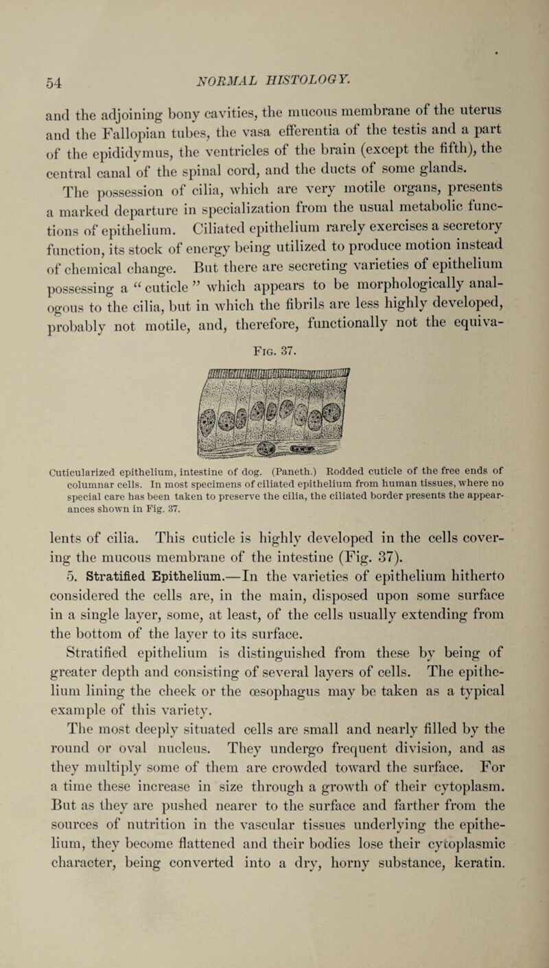 and tli© adjoining bony cavities, the mncous membrane of the uterus and the Fallopian tubes, the vasa efferentia of the testis and a part of the epididymus, the ventricles of the brain (except the fifth), the central canal of the spinal cord, and the ducts of some glands. The possession of cilia, which are very motile organs, presents a marked departure in specialization from the usual metabolic func¬ tions of epithelium. Ciliated epithelium rarely exercises a secretory function, its stock of energy being utilized to produce motion instead of chemical change. But there are secreting varieties of epithelium possessing a u cuticle ?? which appears to be morphologically anal¬ ogous to the cilia, but in which the fibrils are less highly developed, probably not motile, and, therefore, functionally not the equiva- Fig. 37. Cuticularized epithelium, intestine of clog. (Paneth.) Rodded cuticle of the free ends of columnar cells. In most specimens of ciliated epithelium from human tissues, where no special care has been taken to preserve the cilia, the ciliated border presents the appear¬ ances shown in Fig. 37. lents of cilia. This cuticle is highly developed in the cells cover¬ ing the mucous membrane of the intestine (Fig. 37). 5. Stratified Epithelium.—In the varieties of epithelium hitherto considered the cells are, in the main, disposed upon some surface in a single layer, some, at least, of the cells usually extending from the bottom of the layer to its surface. Stratified epithelium is distinguished from these by being of greater depth and consisting of several layers of cells. The epithe¬ lium lining the cheek or the oesophagus may be taken as a typical example of this variety. The most deeply situated cells are small and nearly filled by the round or oval nucleus. They undergo frequent division, and as they multiply some of them are crowded toward the surface. For a time these increase in size through a growth of their cytoplasm. But as they are pushed nearer to the surface and farther from the sources of nutrition in the vascular tissues underlying the epithe¬ lium, they become flattened and their bodies lose their cytoplasmic character, being converted into a dry, horny substance, keratin.