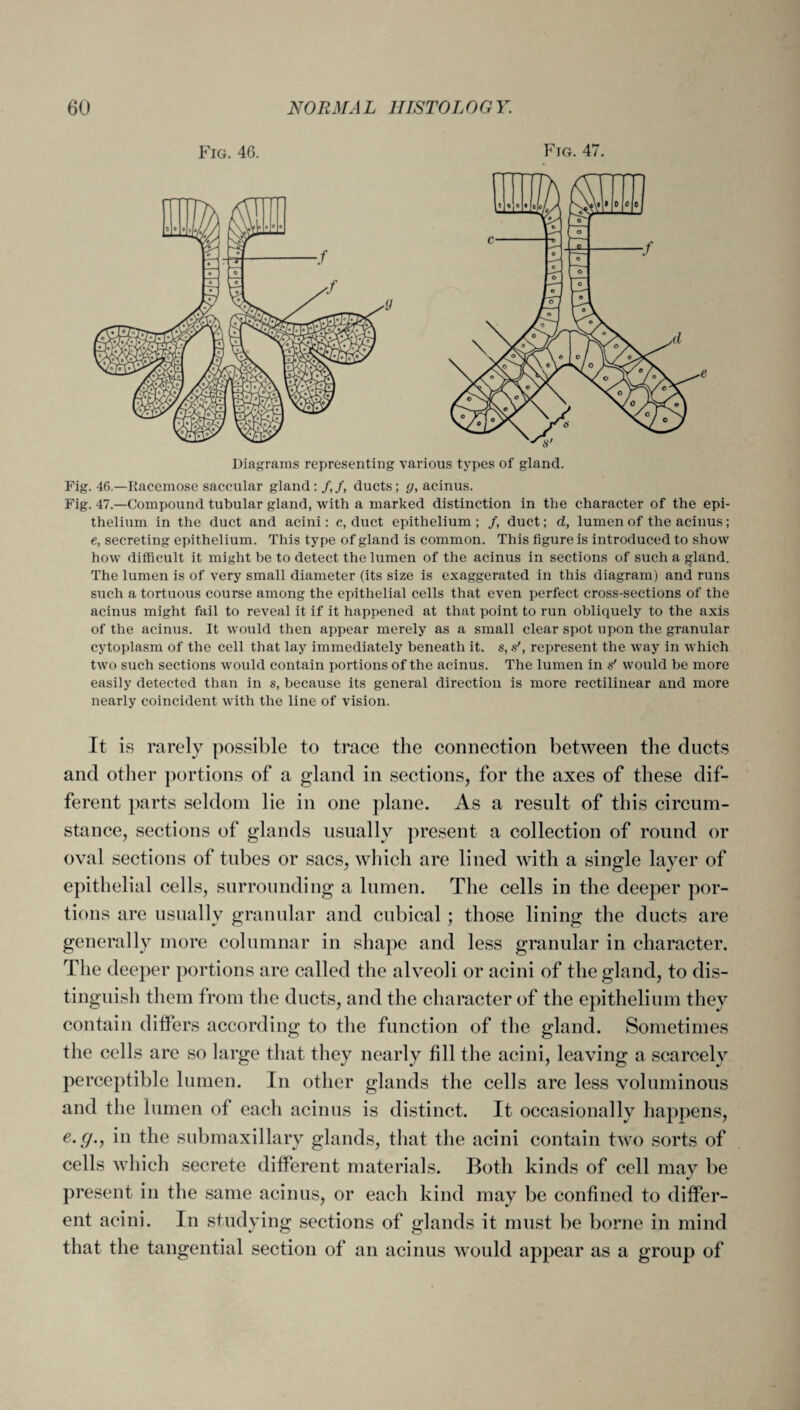 Fig. 46. Fig. 47. c ■/ Diagrams representing various types of gland. Fig. 46.—Racemose saccular gland: /,/, ducts; g, acinus. Fig. 47.—Compound tubular gland, with a marked distinction in the character of the epi¬ thelium in the duct and acini: c, duet epithelium ; /, duct; d, lumen of the acinus; e, secreting epithelium. This type of gland is common. This figure is introduced to show how difficult it might be to detect the lumen of the acinus in sections of such a gland. The lumen is of very small diameter (its size is exaggerated in this diagram) and runs such a tortuous course among the epithelial cells that even perfect cross-sections of the acinus might fail to reveal it if it happened at that point to run obliquely to the axis of the acinus. It would then appear merely as a small clear spot upon the granular cytoplasm of the cell that lay immediately beneath it. s, s', represent the way in which two such sections would contain portions of the acinus. The lumen in s' would be more easily detected than in s, because its general direction is more rectilinear and more nearly coincident with the line of vision. It is rarely possible to trace the connection between the ducts and other portions of a gland in sections, for the axes of these dif¬ ferent parts seldom lie in one plane. As a result of this circum¬ stance, sections of glands usually present a collection of round or oval sections of tubes or sacs, which are lined with a single layer of epithelial cells, surrounding a lumen. The cells in the deeper por¬ tions are usually granular and cubical; those lining the ducts are generally more columnar in shape and less granular in character. The deeper portions are called the alveoli or acini of the gland, to dis¬ tinguish them from the ducts, and the character of the epithelium they contain differs according to the function of the gland. Sometimes the cells are so large that they nearly fill the acini, leaving a scarcely perceptible lumen. In other glands the cells are less voluminous and the lumen of each acinus is distinct. It occasionally happens, e-fj., in the submaxillary glands, that the acini contain two sorts of cells which secrete different materials. Both kinds of cell may be present in the same acinus, or each kind may be confined to differ¬ ent acini. In studying sections of glands it must be borne in mind that the tangential section of an acinus would appear as a group of