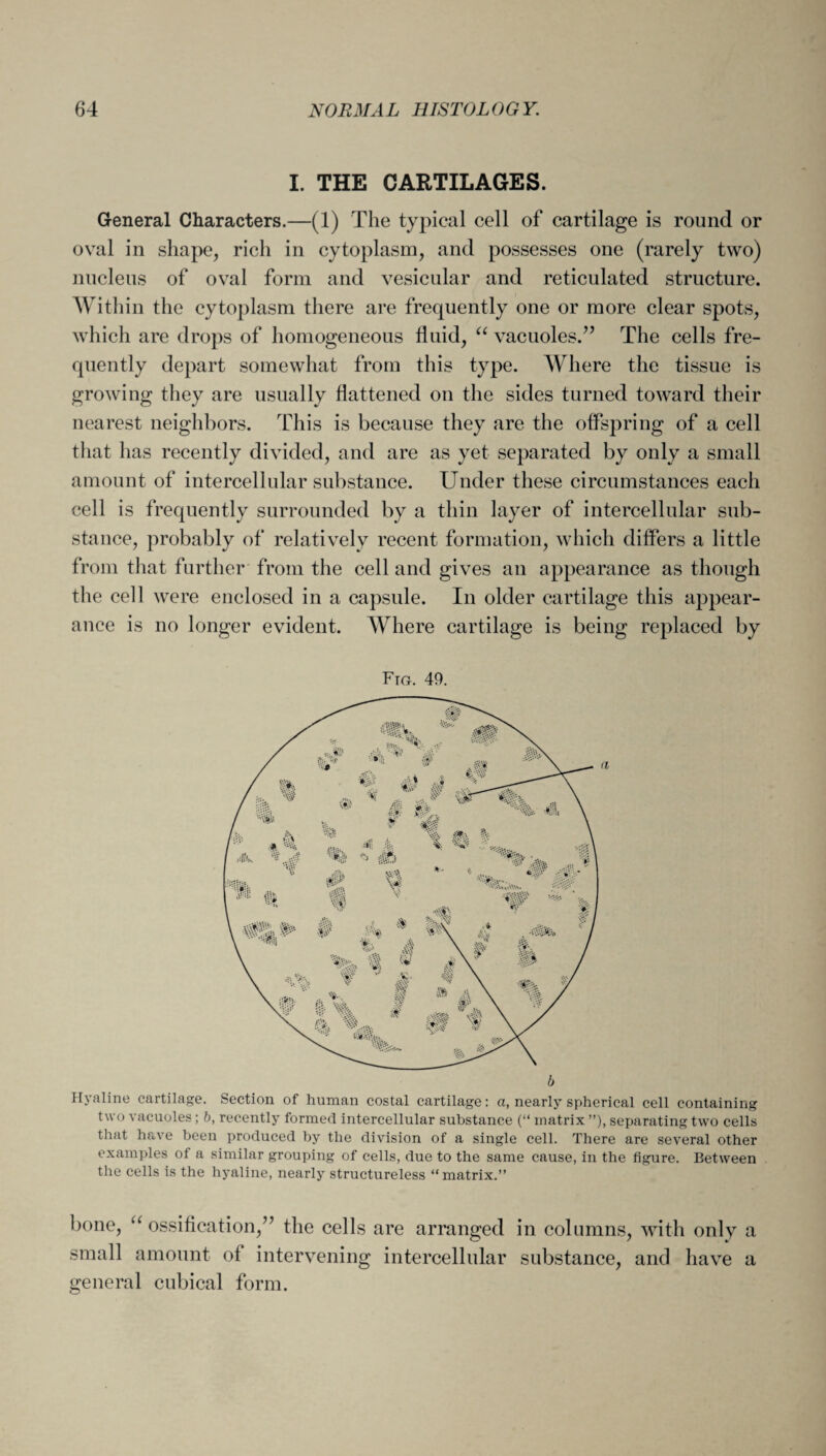 I. THE CARTILAGES. General Characters.—(1) The typical cell of cartilage is round or oval in shape, rich in cytoplasm, and possesses one (rarely two) nucleus of oval form and vesicular and reticulated structure. Within the cytoplasm there are frequently one or more clear spots, which are drops of homogeneous fluid, “ vacuoles.” The cells fre¬ quently depart somewhat from this type. Where the tissue is growing they are usually flattened on the sides turned toward their nearest neighbors. This is because they are the offspring of a cell that has recently divided, and are as yet separated by only a small amount of intercellular substance. Under these circumstances each cell is frequently surrounded by a thin layer of intercellular sub¬ stance, probably of relatively recent formation, which differs a little from that further from the cell and gives an appearance as though the cell were enclosed in a capsule. In older cartilage this appear¬ ance is no longer evident. Where cartilage is being replaced by Fto. 49. Hyaline cartilage. Section of human costal cartilage: a, nearly spherical cell containing two vacuoles ; b, recently formed intercellular substance (“ matrix ”), separating two cells that have been produced by the division of a single cell. There are several other examples of a similar grouping of cells, due to the same cause, in the figure. Between the cells is the hyaline, nearly structureless “matrix.” bone, “ ossification,” the cells are arranged in columns, with only a small amount of intervening intercellular substance, and have a general cubical form.