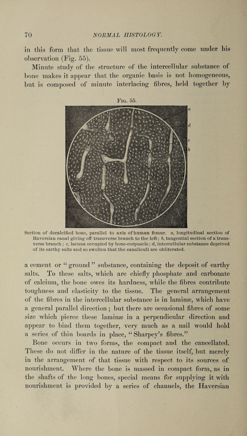 in this form that the tissue will most frequently come under his observation (Fig. 55). Minute study of the structure of the intercellular substance of bone makes it appear that the organic basis is not homogeneous, but is composed of minute interlacing fibres, held together by Fig. 55. Section of decalcified bone, parallel to axis of human femur, a, longitudinal section of Haversian canal giving off transverse branch to the left; b, tangential section of a trans¬ verse branch ; c, lacuna occupied by bone-corpuscle ; d, intercellular substance deprived of its earthy salts and so swollen that the canaliculi are obliterated. a cement or “ ground ” substance, containing the deposit of earthy salts. To these salts, which are chiefly phosphate and carbonate of calcium, the bone owes its hardness, while the fibres contribute toughness and elasticity to the tissue. The general arrangement of the fibres in the intercellular substance is in laminae, which have a general parallel direction ; but there are occasional fibres of some size which pierce these laminae in a perpendicular direction and appear to bind them together, very much as a nail would hold a series of thin boards in place, “ Sharpey’s fibres.” Bone occurs in two forms, the compact and the cancellated. These do not differ in the nature of the tissue itself, but merely in the arrangement of that tissue with respect to its sources of nourishment. Where the bone is massed in compact form, as in the shafts of the long bones, special means for supplying it with nourishment is provided by a series of channels, the Haversian