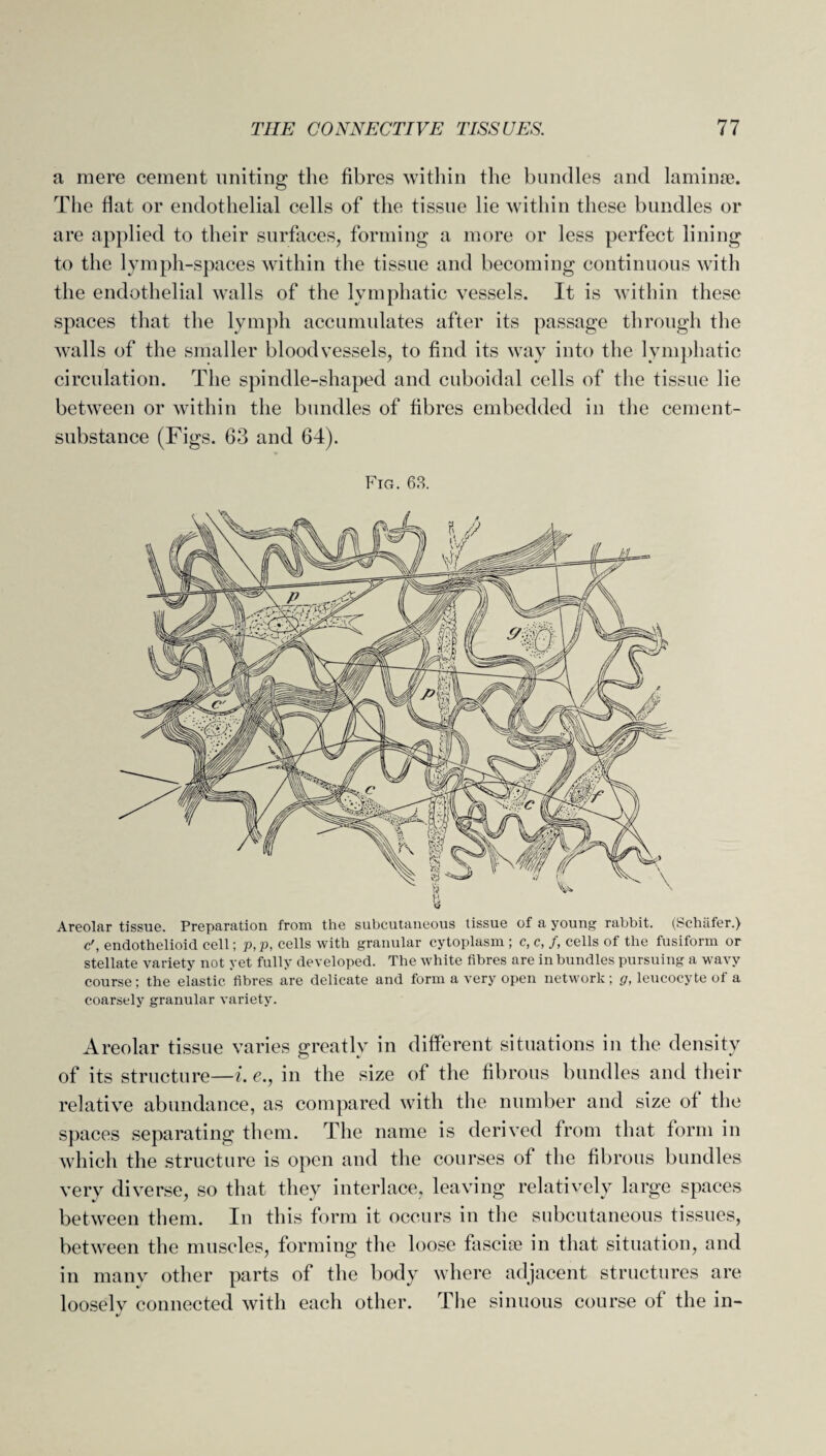 a mere cement uniting the fibres within the bundles and laminae. The flat or endothelial cells of the tissue lie within these bundles or are applied to their surfaces, forming a more or less perfect lining to the lymph-spaces within the tissue and becoming continuous with the endothelial walls of the lymphatic vessels. It is within these spaces that the lymph accumulates after its passage through the walls of the smaller bloodvessels, to find its way into the lymphatic circulation. The spindle-shaped and cuboidal cells of the tissue lie between or within the bundles of fibres embedded in the cement- substance (Figs. 63 and 64). Fig. 63. Areolar tissue. Preparation from the subcutaneous tissue of a young rabbit. (Schafer.) c', endothelioid cell; p, p, cells with granular cytoplasm ; c, c, f, cells of the fusiform or stellate variety not yet fully developed. The white fibres are in bundles pursuing a wavy course; the elastic fibres are delicate and form a very open network; g, leucocyte of a coarsely granular variety. Areolar tissue varies greatly in different situations in the density of its structure—i. e., in the size of the fibrous bundles and their relative abundance, as compared with the number and size of the spaces separating them. The name is derived from that form in which the structure is open and the courses of the fibrous bundles very diverse, so that they interlace, leaving relatively large spaces between them. In this form it occurs in the subcutaneous tissues, between the muscles, forming the loose fascise in that situation, and in many other parts of the body where adjacent structures are loosely connected with each other. The sinuous course of the in- J