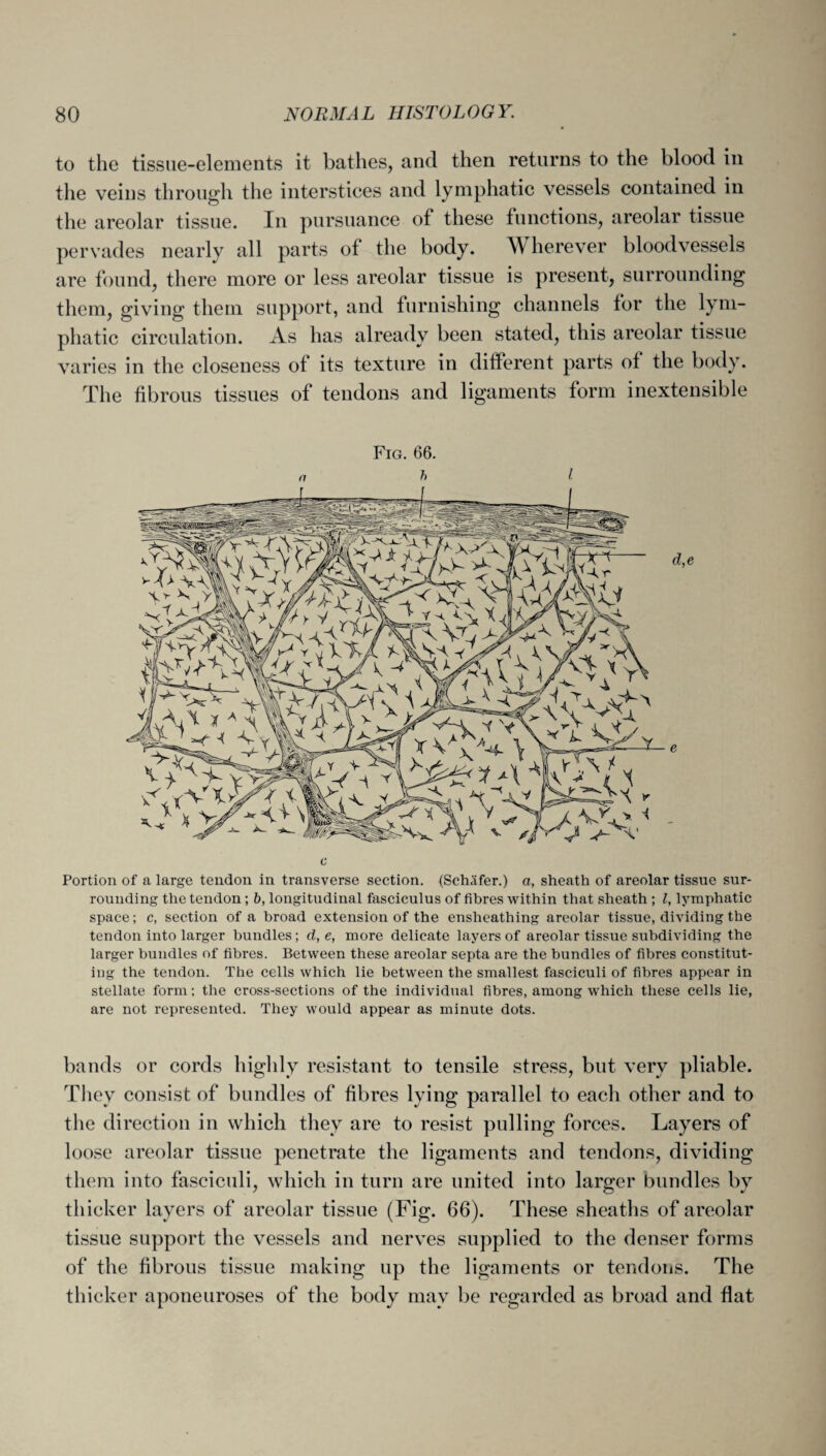 to the tissue-elements it bathes, and then returns to the blood in the veins through the interstices and lymphatic vessels contained in the areolar tissue. In pursuance of these functions, areolar tissue pervades nearly all parts of the body. \\ herever bloodvessels are found, there more or less areolar tissue is present, surrounding them, giving them support, and furnishing channels for the lym¬ phatic circulation. As has already been stated, this areolar tissue varies in the closeness of its texture in different parts of the body. The fibrous tissues of tendons and ligaments form inextensible Portion of a large tendon in transverse section. (Schafer.) a, sheath of areolar tissue sur¬ rounding the tendon; b, longitudinal fasciculus of fibres within that sheath ; l, lymphatic space; c, section of a broad extension of the ensheathing areolar tissue, dividing the tendon into larger bundles ; d, e, more delicate layers of areolar tissue subdividing the larger bundles of fibres. Between these areolar septa are the bundles of fibres constitut¬ ing the tendon. The cells which lie between the smallest fasciculi of fibres appear in stellate form; the cross-sections of the individual fibres, among which these cells lie, are not represented. They would appear as minute dots. bands or cords highly resistant to tensile stress, but very pliable. They consist of bundles of fibres lying parallel to each other and to the direction in which they are to resist pulling forces. Layers of loose areolar tissue penetrate the ligaments and tendons, dividing them into fasciculi, which in turn are united into larger bundles by thicker layers of areolar tissue (Fig. 66). These sheaths of areolar tissue support the vessels and nerves supplied to the denser forms of the fibrous tissue making up the ligaments or tendons. The thicker aponeuroses of the body may be regarded as broad and flat