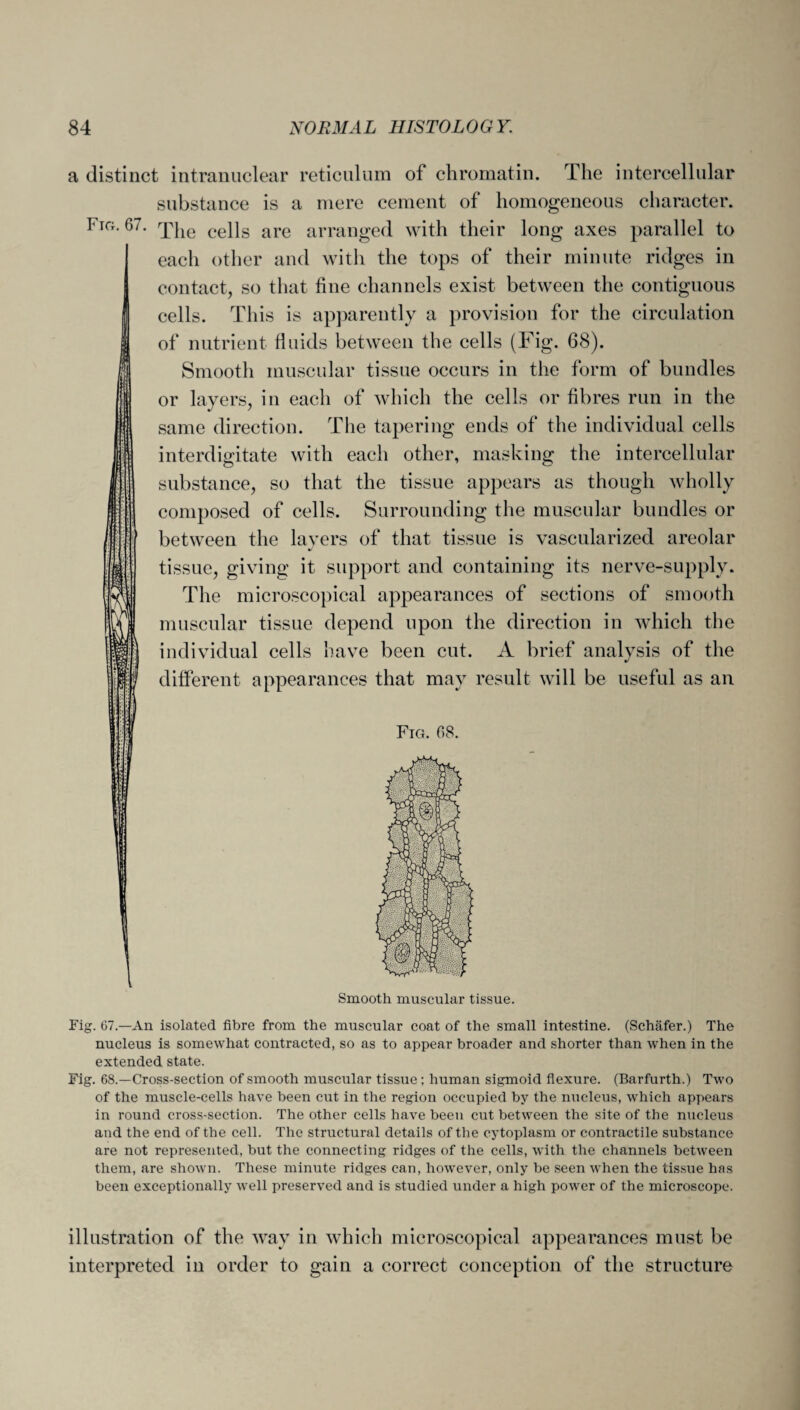 a distinct intranuclear reticulum of chromatin. The intercellular substance is a mere cement of homogeneous character. Fig. 67. rpjie cepg are arranged with their long axes parallel to each other and with the tops of their minute ridges in contact, so that fine channels exist between the contiguous cells. This is apparently a provision for the circulation of nutrient fluids between the cells (Fig. 68). Smooth muscular tissue occurs in the form of bundles or layers, in each of which the cells or fibres run in the same direction. The tapering ends of the individual cells interdigitate with each other, masking the intercellular substance, so that the tissue appears as though wholly composed of cells. Surrounding the muscular bundles or between the layers of that tissue is vascularized areolar tissue, giving it support and containing its nerve-supply. The microscopical appearances of sections of smooth muscular tissue depend upon the direction in which the individual cells have been cut. A brief analysis of the different appearances that may result will be useful as an Fig. 68. Smooth muscular tissue. Fig. 67.—An isolated fibre from the muscular coat of the small intestine. (Schafer.) The nucleus is somewhat contracted, so as to appear broader and shorter than when in the extended state. Fig. 68.—Cross-section of smooth muscular tissue ; human sigmoid flexure. (Barfurth.) Two of the muscle-cells have been cut in the region occupied by the nucleus, which appears in round cross-section. The other cells have been cut between the site of the nucleus and the end of the cell. The structural details of the cytoplasm or contractile substance are not represented, but the connecting ridges of the cells, with the channels between them, are shown. These minute ridges can, however, only be seen when the tissue has been exceptionally well preserved and is studied under a high power of the microscope. illustration of the way in which microscopical appearances must be interpreted in order to gain a correct conception of the structure