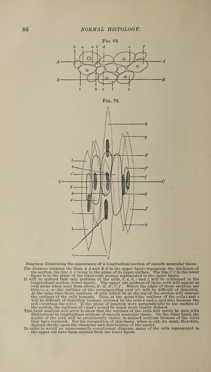 Fig. 69. Fig. 70. Diagrams illustrating the appearance of a longitudinal section of smooth muscular tissue. The distance between the lines A A and B B in the upper figure represents the thickness of the section, the line A A being in the plane of its upper surface. The line C C in the lower figure is in the plane of the transverse section represented in the upper figure. It will be noticed that only portions of the cells, h, a, d, c and /, will be contained in the longitudinal section (lower figure). The upper cut surfaces of those cells will appear as oval areas when seen from above, h', a', d\ c',fr. Where the edges of those sections are thin—e. <7., a—the outlines of the corresponding oval («') will be difficult of detection. At the same time those portions of cells which lie at the top of the section will obscure the outlines of the cells beneath. Thus, at the point b the outlines of the cells i and e will be difficult of detection because covered by the cells k and a. and also because the cell i overlaps the cell e. If the plane of junction were perpendicular to the surface of the section, the outlines of i and e would be much more clearly defined. This brief analysis will serve to show that the outlines of the cells will rarely be seen with distinctness in longitudinal sections of smooth muscular tissue. On the other hand, the nuclei of the cells will be prominently visible in stained sections because of the color they have received. For the recognition of this tissue, when so cut, we must, therefore, depend chiefly upon the character and distribution of the nuclei. In order to avoid an unnecessarily complicated diagram, many of the cells represented in the upper cut have been omitted from the lower figure.