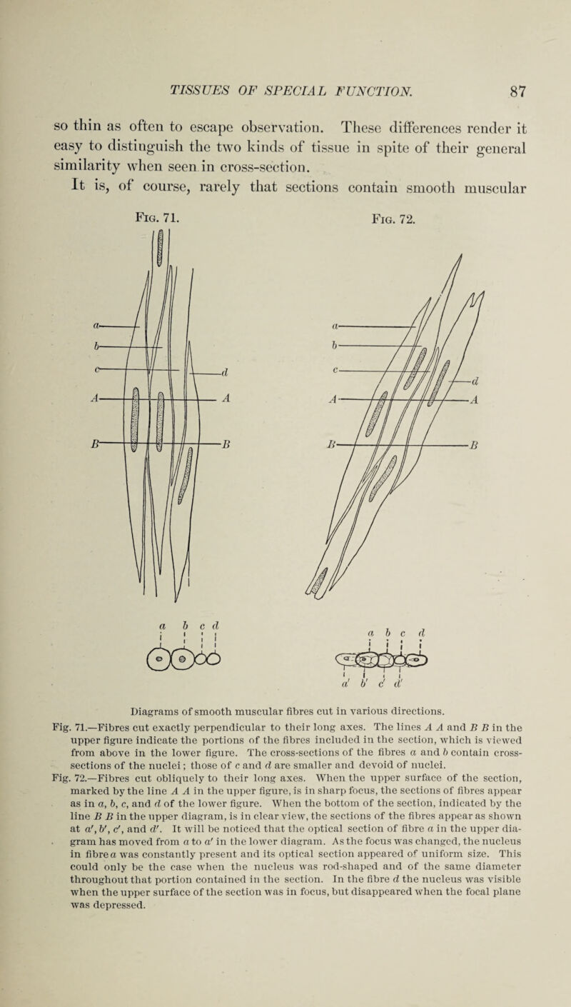 so thin as often to escape observation. These differences render it easy to distinguish the two kinds of tissue in spite of their general similarity when seen in cross-section. It is, of course, rarely that sections contain smooth muscular Fig. 71. Fig. 72. Diagrams of smooth muscular fibres cut in various directions. Fig. 71.—Fibres cut exactly perpendicular to their long axes. The lines A A and B B in the upper figure indicate the portions of the fibres included in the section, which is viewed from above in the lower figure. The cross-sections of the fibres a and b contain cross- sections of the nuclei; those of c and d are smaller and devoid of nuclei. Fig. 72.—Fibres cut obliquely to their long axes. When the upper surface of the section, marked by the line A A in the upper figure, is in sharp focus, the sections of fibres appear as in a, b, c, and d of the lower figure. When the bottom of the section, indicated by the line B B in the upper diagram, is in clear view, the sections of the fibres appear as shown at a', b', c', and d'. It will be noticed that the optical section of fibre a in the upper dia¬ gram has moved from a to a' in the lower diagram. As the focus was changed, the nucleus in fibre a was constantly present and its optical section appeared of uniform size. This could only be the case when the nucleus was rod-shaped and of the same diameter throughout that portion contained in the section. In the fibre d the nucleus was visible when the upper surface of the section was in focus, but disappeared when the focal plane was depressed.