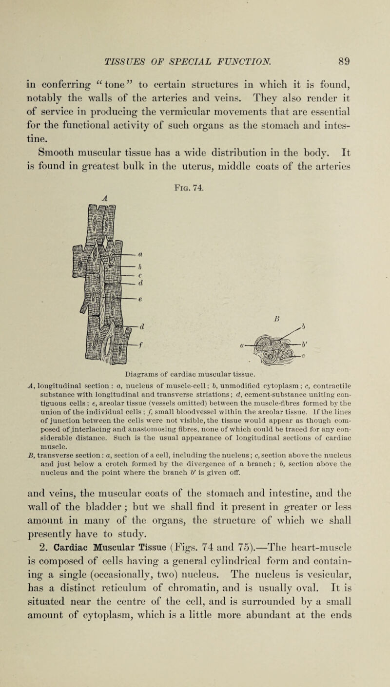 in conferring “ tone ” to certain structures in which it is found, notably the walls of the arteries and veins. They also render it of service in producing the vermicular movements that are essential for the functional activity of such organs as the stomach and intes¬ tine. Smooth muscular tissue has a wide distribution in the body. It is found in greatest bulk in the uterus, middle coats of the arteries Fig. 74. B b b' c Diagrams of cardiac muscular tissue. A, longitudinal section: a, nucleus of muscle-cell; ft, unmodified cytoplasm; c, contractile substance with longitudinal and transverse striations; d, cement-substance uniting con¬ tiguous cells ; e, areolar tissue (vessels omitted) between the muscle-fibres formed by the union of the individual cells ; f, small bloodvessel within the areolar tissue. If the lines of junction between the cells were not visible, the tissue would appear as though com¬ posed of interlacing and anastomosing fibres, none of which could be traced for any con¬ siderable distance. Such is the usual appearance of longitudinal sections of cardiac muscle. B, transverse section : a, section of a cell, including the nucleus; c, section above the nucleus and just below a crotch formed by the divergence of a branch; ft, section above the nucleus and the point where the branch ft' is given off. and veins, the muscular coats of the stomach and intestine, and the wall of the bladder ; but we shall find it present in greater or less amount in many of the organs, the structure of which we shall presently have to study. 2. Cardiac Muscular Tissue (Figs. 74 and 75).—The heart-muscle is composed of cells having a general cylindrical form and contain¬ ing a single (occasionally, two) nucleus. The nucleus is vesicular, has a distinct reticulum of chromatin, and is usually oval. It is situated near the centre of the cell, and is surrounded by a small amount of cytoplasm, which is a little more abundant at the ends