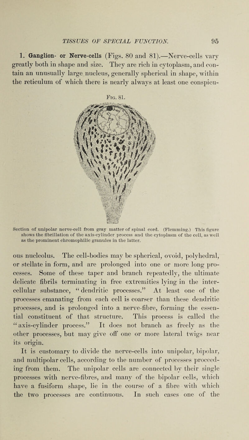 1. Ganglion- or Nerve-cells (Figs. 80 and 81).—Nerve-cells vary greatly both in shape and size. They are rich in cytoplasm, and con¬ tain an unusually large nucleus, generally spherical in shape, within the reticulum of which there is nearly always at least one conspicu- Fig. 81. Section of unipolar nerve-cell from gray matter of spinal cord. (Flemming.) This figure shows the fibrillation of the axis-cylinder process and the cytoplasm of the cell, as well as the prominent chromophilic granules in the latter. ous nucleolus. The cell-bodies may be spherical, ovoid, polyhedral, or stellate in form, and are prolonged into one or more long pro¬ cesses. Some of these taper and branch repeatedly, the ultimate delicate fibrils terminating in free extremities lying in the inter¬ cellular substance, “ dendritic processes.” At least one of the processes emanating from each cell is coarser than these dendritic processes, and is prolonged into a nerve-fibre, forming the essen¬ tial constituent of that structure. This process is called the “ axis-cylinder process.” It does not branch as freely as the other processes, but may give off one or more lateral twigs near its origin. It is customary to divide the nerve-cells into unipolar, bipolar, and multipolar cells, according to the number of processes proceed¬ ing from them. The unipolar cells are connected by their single processes with nerve-fibres, and many of the bipolar cells, which have a fusiform shape, lie in the course of a fibre with which the two processes are continuous. In such cases one of the