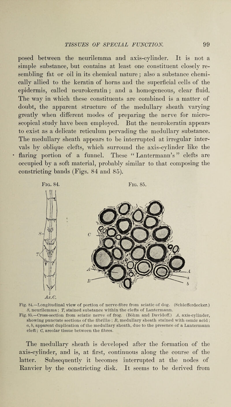 posed between the neurilemma and axis-cylinder. It is not a simple substance, but contains at least one constituent closely re¬ sembling fat or oil in its chemical nature; also a substance chemi¬ cally allied to the keratin of horns and the superficial cells of the epidermis, called neurokeratin; and a homogeneous, clear fluid. The way in which these constituents are combined is a matter of doubt, the apparent structure of the medullary sheath varying greatly when different modes of preparing the nerve for micro¬ scopical study have been employed. But the neurokeratin appears to exist as a delicate reticulum pervading the medullary substance. The medullary sheath appears to be interrupted at irregular inter¬ vals by oblique clefts, which surround the axis-cylinder like the • flaring portion of a funnel. These “ Lantermann’s ” clefts are occupied by a soft material, probably similar to that composing the constricting bands (Figs. 84 and 85). Fig. 84. Fig. 85. Ax.C. Fig. 84.—Longitudinal view of portion of nerve-fibre from sciatic of dog. (Schiefferdecker.) S, neurilemma; T, stained substance within the clefts of Lantermann. Fig. 85.—Cross-section from sciatic nerve of frog. (Bohm and Davidoff.) A, axis-cylinder, showing punctate sections of the fibrilije ; B, medullary sheath stained with osmic acid ; a, b, apparent duplication of the medullary sheath, due to the presence of a Lantermann cleft; C, areolar tissue between the fibres. The medullary sheath is developed after the formation of the axis-cylinder, and is, at first, continuous along the course of the latter. Subsequently it becomes interrupted at the nodes of Ranvier by the constricting disk. It seems to be derived from