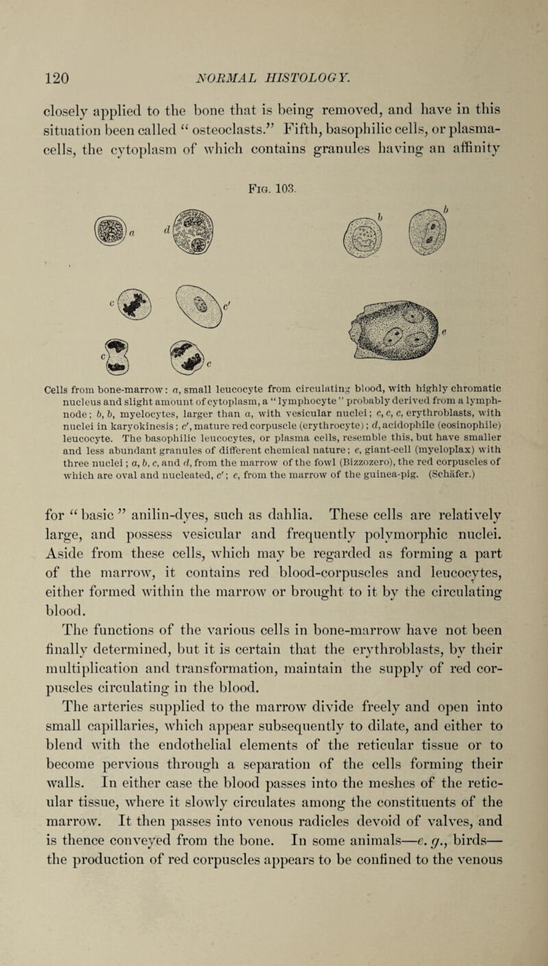 closely applied to the bone that is being removed, and have in this situation been called “ osteoclasts/’ Fifth, basophilic cells, or plasma- cells, the cytoplasm of which contains granules having an affinity Fig. 103. Cells from bone-marrow: a, small leucocyte from circulating blood, with highly chromatic nucleus and slight amount of cytoplasm, a “ lymphocyte ” probably derived from a lymph- node ; b,b, myelocytes, larger than a, with vesicular nuclei; c, c, c, erythroblasts, with nuclei in karyokinesis; c', mature red corpuscle (erythrocyte); d, acidophile (eosinophile) leucocyte. The basophilic leucocytes, or plasma cells, resemble this, but have smaller and less abundant granules of different chemical nature; e, giant-cell (myeloplax) with three nuclei; a, b, c, and d, from the marrow of the fowl (Bizzozero), the red corpuscles of which are oval and nucleated, c'; e, from the marrow of the guinea-pig. (Schafer.) for “ basic ” anilin-dyes, such as dahlia. These cells are relatively large, and possess vesicular and frequently polymorphic nuclei. Aside from these cells, which may be regarded as forming a part of the marrow, it contains red blood-corpuscles and leucocytes, either formed within the marrow or brought to it by the circulating blood. The functions of the various cells in bone-marrow have not been finally determined, but it is certain that the erythroblasts, bv their multiplication and transformation, maintain the supply of red cor¬ puscles circulating in the blood. The arteries supplied to the marrow divide freely and open into small capillaries, which appear subsequently to dilate, and either to blend with the endothelial elements of the reticular tissue or to become pervious through a separation of the cells forming their walls. In either case the blood passes into the meshes of the retic¬ ular tissue, where it slowly circulates among the constituents of the marrow. It then passes into venous radicles devoid of valves, and is thence conveyed from the bone. In some animals—e. g., birds— the production of red corpuscles appears to be confined to the venous