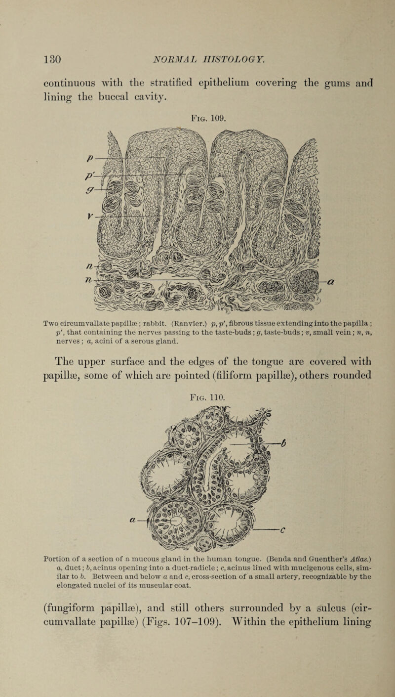 continuous with the stratified epithelium covering the gums and lining the buccal cavity. Fig. 109. Two circumvallate papillae ; rabbit. (Ranvier.) p, p', fibrous tissue extending into the papilla ; p', that containing the nerves passing to the taste-buds ; g, taste-buds; v, small vein ; n, n, nerves ; a, acini of a serous gland. The upper surface and the edges of the tongue are covered with papillae, some of which are pointed (filiform papillae), others rounded Fig. 110. Portion of a section of a mucous gland in the human tongue. (Benda and Guenther’s Atlas.) a, duct; b, acinus opening into a duct-radicle; c, acinus lined with mucigenous cells, sim¬ ilar to b. Between and below a and c, cross-section of a small artery, recognizable by the elongated nuclei of its muscular coat. (fungiform papillae), and still others surrounded by a sulcus (cir¬ cumvallate papillae) (Figs. 107-109). Within the epithelium lining