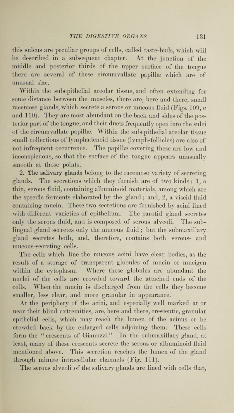 this sulcus are peculiar groups of cells, called taste-buds, which will be described in a subsequent chapter. At the junction of the middle and posterior thirds of the upper surface of the tongue there are several of these circumvallate papillae which are of unusual size. Within the subepithelial areolar tissue, and often extending for some distance between the muscles, there are, here and there, small racemose glands, which secrete a serous or mucous fluid (Figs. 109, a and 110). They are most abundant on the back and sides of the pos¬ terior part of the tongue, and their ducts frequently open into the sulci of the circumvallate papillae. Within the subepithelial areolar tissue small collections of lymphadenoid tissue (lymph-follicles) are also of not infrequent occurrence. The papillae covering these are low and inconspicuous, so that the surface of the tongue appears unusually smooth at those points. 2. The salivary glands belong to the racemose variety of secreting glands. The secretions which they furnish are of two kinds : 1, a thin, serous fluid, containing albuminoid materials, among which are the specific ferments elaborated by the gland; and, 2, a viscid fluid containing mucin. These two secretions are furnished by acini lined with different varieties of epithelium. The parotid gland secretes only the serous fluid, and is composed of serous alveoli. The sub¬ lingual gland secretes only the mucous fluid ; but the submaxillary gland secretes both, and, therefore, contains both serous- and mucous-secreting cells. The cells which line the mucous acini have clear bodies, as the result of a storage of transparent globules of mucin or mucigen within the cytoplasm. Where these globules are abundant the nuclei of the cells are crowded toward the attached ends of the cells. When the mucin is discharged from the cells they become smaller, less clear, and more granular in appearance. At the periphery of the acini, and especially well marked at or near their blind extremities, are, here and there, crescentic, granular epithelial cells, which may reach the lumen of the acinus or be crowded back by the enlarged cells adjoining them. These cells form the “ crescents of Gianuzzi.” In the submaxillary gland, at least, manv of these crescents secrete the serous or albuminoid fluid mentioned above. This secretion reaches the lumen of the gland through minute intracellular channels (Fig. 111). The serous alveoli of the salivary glands are lined with cells that,