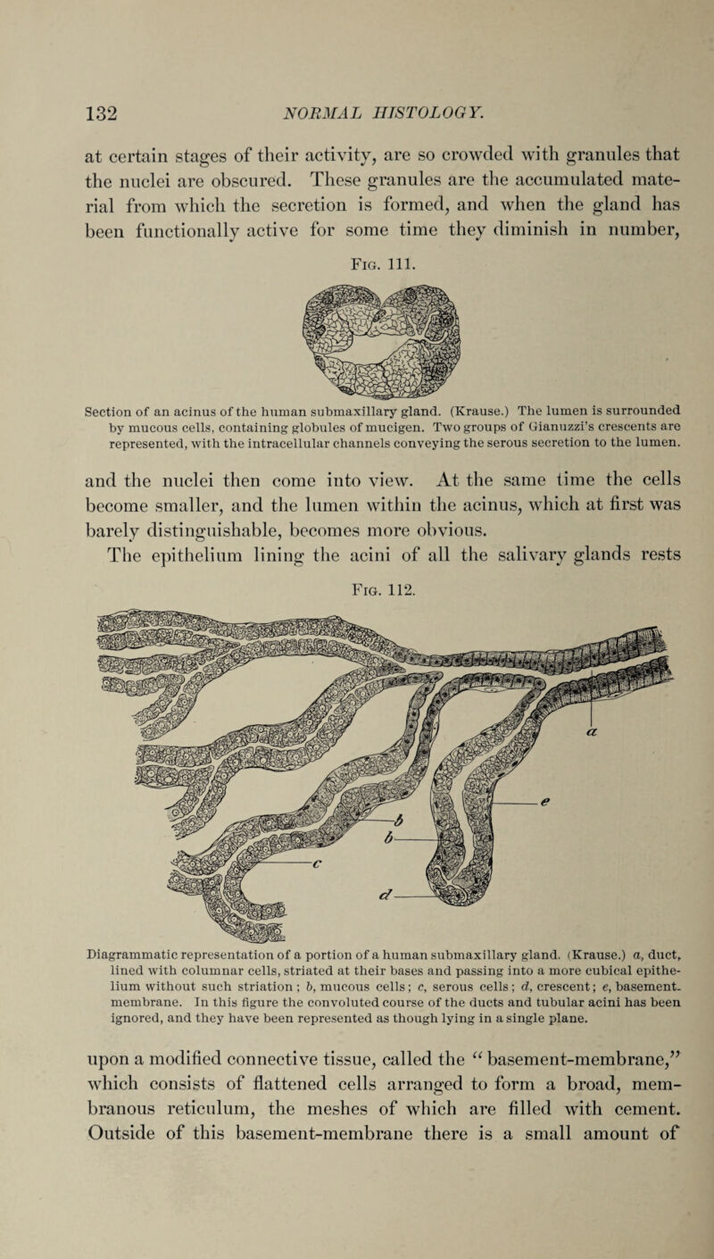 at certain stages of their activity, are so crowded with granules that the nuclei are obscured. These granules are the accumulated mate¬ rial from which the secretion is formed, and when the gland has been functionally active for some time they diminish in number, Fig. 111. Section of an acinus of the human submaxillary gland. (Krause.) The lumen is surrounded by mucous cells, containing globules of mucigen. Two groups of Gianuzzi’s crescents are represented, with the intracellular channels conveying the serous secretion to the lumen. and the nuclei then come into view. At the same time the cells become smaller, and the lumen within the acinus, which at first was barely distinguishable, becomes more obvious. The epithelium lining the acini of all the salivary glands rests Fro. 112. Diagrammatic representation of a portion of a human submaxillary gland. (Krause.) a, duct, lined with columnar cells, striated at their bases and passing into a more cubical epithe¬ lium without such striation ; b, mucous cells; c, serous cells; d, crescent; e, basement, membrane. In this figure the convoluted course of the ducts and tubular acini has been ignored, and they have been represented as though lying in a single plane. upon a modified connective tissue, called the “ basement-membrane,” which consists of flattened cells arranged to form a broad, mem¬ branous reticulum, the meshes of which are filled with cement. Outside of this basement-membrane there is a small amount of