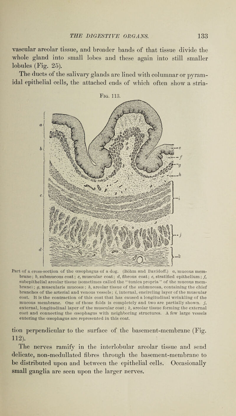 vascular areolar tissue, and broader bands of that tissue divide the whole gland into small lobes and these again into still smaller lobules (Fig. 25). The ducts ot the salivary glands are lined with columnar or pyram¬ idal epithelial cells, the attached ends of which often show a stria- Fig. 113. Part of a cross-section of the oesophagus of a dog. (Bohm and Davidoff.) a, mucous mem¬ brane ; b, submucous coat; c, muscular coat; d, fibrous coat; e, stratified epithelium; /, subepithelial areolar tissue (sometimes called the “tunicapropria ” of the mucous mem¬ brane) ; g, muscularis mucosae ; h, areolar tissue of the submucosa, containing the chief branches of the arterial and venous vessels; i, internal, encircling layer of the muscular coat. It is the contraction of this coat that has caused a longitudinal wrinkling of the mucous membrane. One of those folds is completely and two are partially shown, j, external, longitudinal layer of the muscular coat; k, areolar tissue forming the external coat and connecting the oesophagus with neighboring structures. A few large vessels entering the oesophagus are represented in this coat. tion perpendicular to the surface of the basement-membrane (Fig. 112). The nerves ramify in the interlobular areolar tissue and send delicate, non-medullated fibres through the basement-membrane to be distributed upon and between the epithelial cells. Occasionally small ganglia are seen upon the larger nerves.