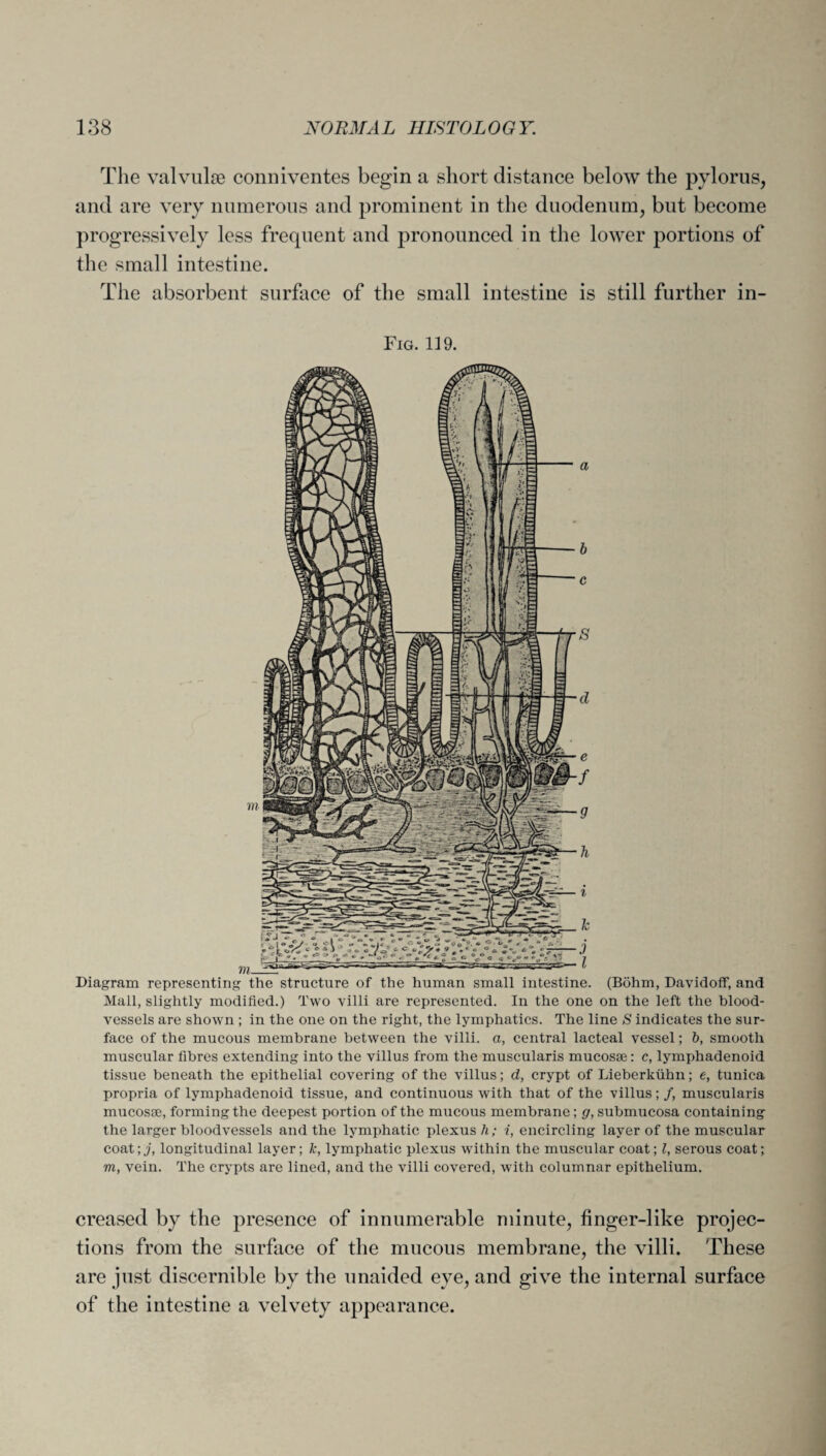 The valvulse cormiventes begin a short distance below the pylorus, and are very numerous and prominent in the duodenum, but become progressively less frequent and pronounced in the lower portions of the small intestine. The absorbent surface of the small intestine is still further in- Fig. 119. Diagram representing the structure of the human small intestine. (Bohm, Davidoff, and Mall, slightly modified.) Two villi are represented. In the one on the left the blood¬ vessels are shown ; in the one on the right, the lymphatics. The line S indicates the sur¬ face of the mucous membrane between the villi, a, central lacteal vessel; b, smooth muscular fibres extending into the villus from the muscularis mucosae: c, lymphadenoid tissue beneath the epithelial covering of the villus; d, crypt of Lieberkiihn; e, tunica propria of lymphadenoid tissue, and continuous with that of the villus; /, muscularis mucosae, forming the deepest portion of the mucous membrane; g, submucosa containing the larger bloodvessels and the lymphatic plexus h; i, encircling layer of the muscular coat; j, longitudinal layer; k, lymphatic plexus within the muscular coat; l, serous coat; m, vein. The crypts are lined, and the villi covered, with columnar epithelium. creased by the presence of innumerable minute, finger-like projec¬ tions from the surface of the mucous membrane, the villi. These are just discernible by the unaided eye, and give the internal surface of the intestine a velvety appearance.