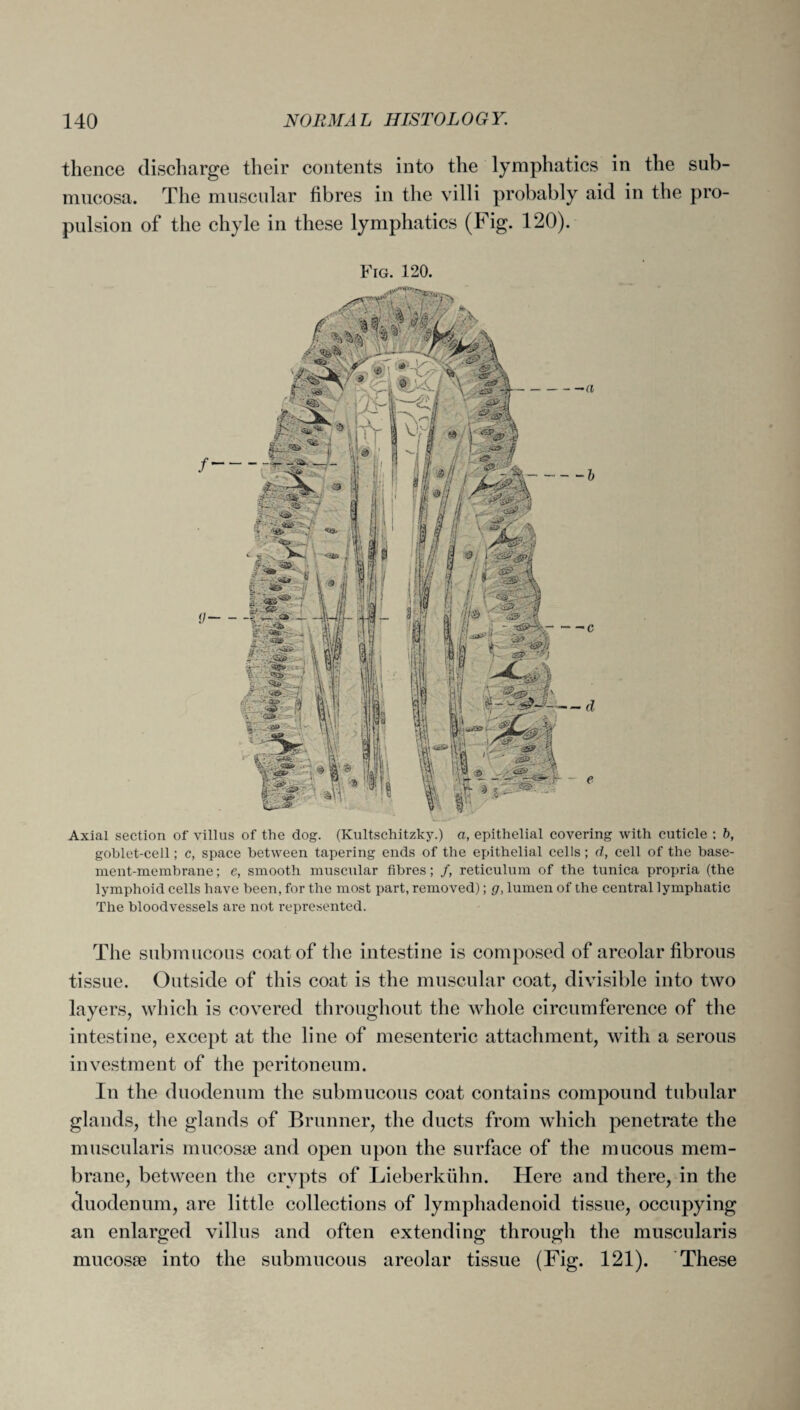 thence discharge their contents into the lymphatics in the sub- mucosa. The muscular fibres in the villi probably aid in the pro¬ pulsion of the chyle in these lymphatics (Fig. 120). Fig. 120. Axial section of villus of the dog. (Kultschitzky.) a, epithelial covering with cuticle ; b, goblet-cell; c, space between tapering ends of the epithelial cells; d, cell of the base¬ ment-membrane; e, smooth muscular fibres; f, reticulum of the tunica propria (the lymphoid cells have been, for the most part, removed); g, lumen of the central lymphatic The bloodvessels are not represented. The submucous coat of the intestine is composed of areolar fibrous tissue. Outside of this coat is the muscular coat, divisible into two layers, which is covered throughout the whole circumference of the intestine, except at the line of mesenteric attachment, with a serous investment of the peritoneum. Iu the duodenum the submucous coat contains compound tubular glands, the glands of Brunner, the ducts from which penetrate the muscularis mucosae and open upon the surface of the mucous mem¬ brane, between the crypts of Lieberkiihn. Here and there, in the duodenum, are little collections of lymphadenoid tissue, occupying an enlarged villus and often extending through the muscularis mucosae into the submucous areolar tissue (Fig. 121). These