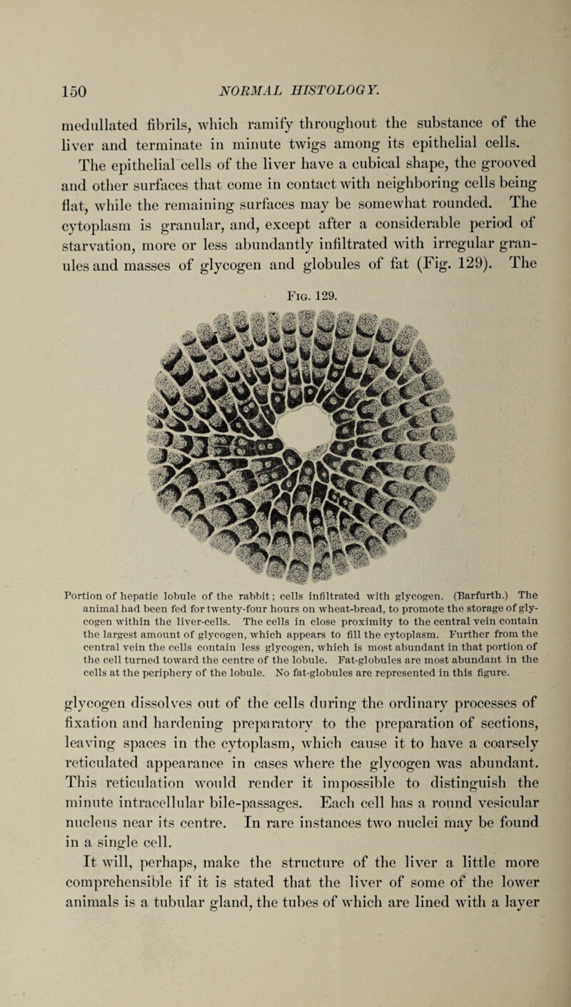 medullated fibrils, which ramify throughout the substance of the liver and terminate in minute twigs among its epithelial cells. The epithelialcells of the liver have a cubical shape, the grooved and other surfaces that come in contact with neighboring cells being flat, while the remaining surfaces may be somewhat rounded. The cytoplasm is granular, and, except after a considerable period of starvation, more or less abundantly infiltrated with irregular gran¬ ules and masses of glycogen and globules of fat (Fig. 129). The Fig. 129. Portion of hepatic lobule of the rabbit; cells infiltrated with glycogen. (Barfurth.) The animal had been fed for twenty-four hours on wheat-bread, to promote the storage of gly¬ cogen within the liver-cells. The cells in close proximity to the central vein contain the largest amount of glycogen, which appears to fill the cytoplasm. Further from the central vein the cells contain less glycogen, which is most abundant in that portion of the cell turned toward the centre of the lobule. Fat-globules are most abundant in the cells at the periphery of the lobule. No fat-globules are represented in this figure. glyc°gen dissolves out of the cells during the ordinary processes of fixation and hardening preparatory to the preparation of sections, leaving spaces in the cytoplasm, which cause it to have a coarsely reticulated appearance in cases where the glycogen was abundant. This reticulation would render it impossible to distinguish the minute intracellular bile-passages. Each cell has a round vesicular nucleus near its centre. In rare instances tAvo nuclei may be found in a single cell. It will, perhaps, make the structure of the liver a little more comprehensible if it is stated that the liver of some of the lower animals is a tubular gland, the tubes of which are lined with a layer