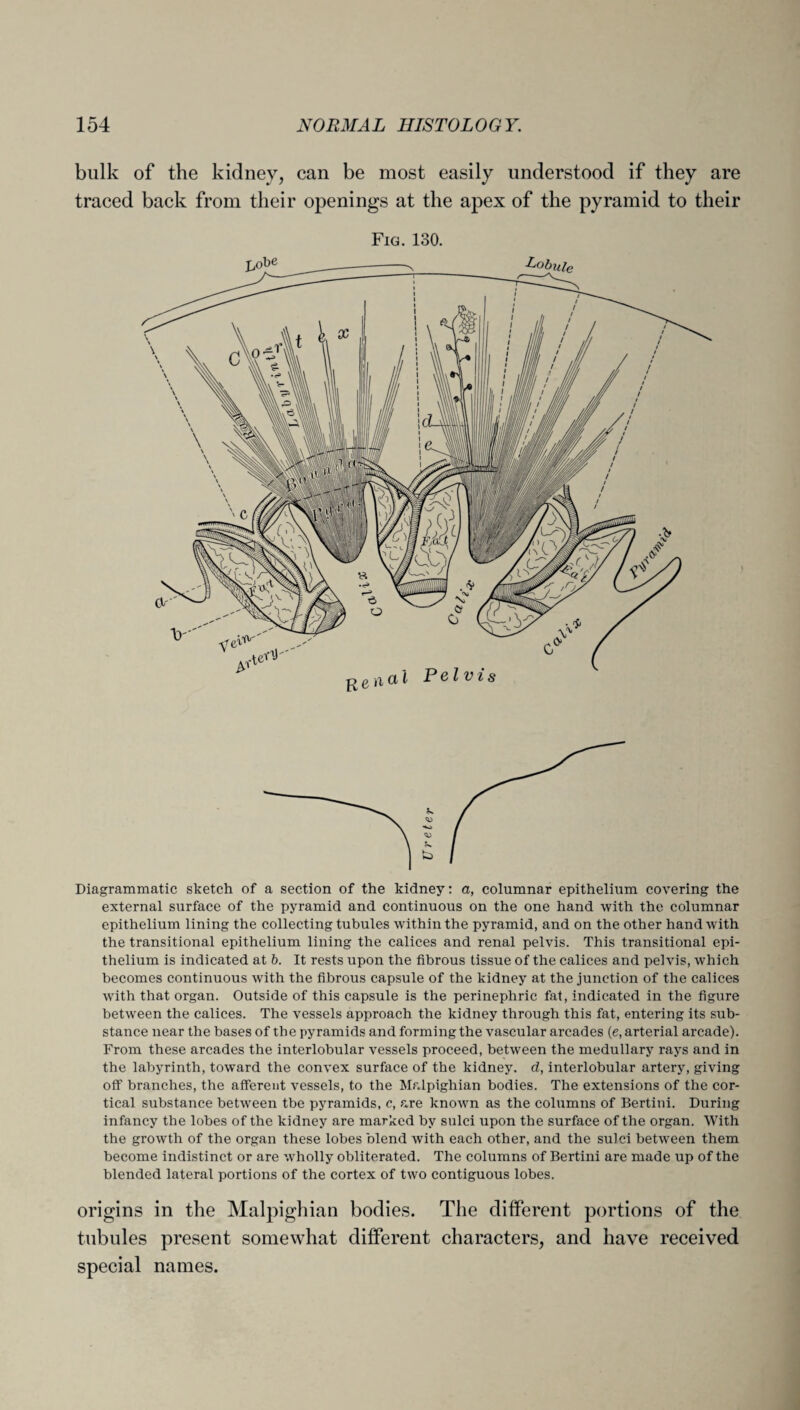 bulk of the kidney, can be most easily understood if they are traced back from their openings at the apex of the pyramid to their Fig. 130. Diagrammatic sketch of a section of the kidney: a, columnar epithelium covering the external surface of the pyramid and continuous on the one hand with the columnar epithelium lining the collecting tubules within the pyramid, and on the other hand with the transitional epithelium lining the calices and renal pelvis. This transitional epi¬ thelium is indicated at b. It rests upon the fibrous tissue of the calices and pelvis, which becomes continuous with the fibrous capsule of the kidney at the junction of the calices with that organ. Outside of this capsule is the perinephric fat, indicated in the figure between the calices. The vessels approach the kidney through this fat, entering its sub¬ stance near the bases of the pyramids and forming the vascular arcades (e, arterial arcade). From these arcades the interlobular vessels proceed, between the medullary rays and in the labyrinth, toward the convex surface of the kidney, d, interlobular artery, giving off branches, the afferent vessels, to the Malpighian bodies. The extensions of the cor¬ tical substance between tbe pyramids, c, are known as the columns of Bertini. During infancy the lobes of the kidney are marked by sulci upon the surface of the organ. With the growth of the organ these lobes blend with each other, and the sulci between them become indistinct or are wholly obliterated. The columns of Bertini are made up of the blended lateral portions of the cortex of two contiguous lobes. origins in the Malpighian bodies. The different portions of the tubules present somewhat different characters, and have received special names.