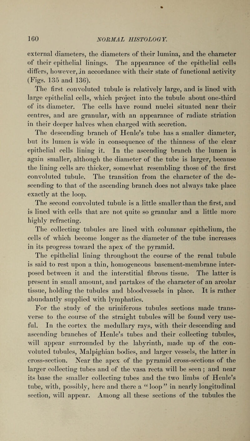 external diameters, the diameters of their lumina, and the character of their epithelial linings. The appearance of the epithelial cells differs, however, in accordance with their state of functional activity (Figs. 135 and 136). The first convoluted tubule is relatively large, and is lined with large epithelial cells, which project into the tubule about one-third of its diameter. The cells have round nuclei situated near their centres, and are granular, with an appearance of radiate striation in their deeper halves when charged with secretion. The descending branch of Henle’s tube has a smaller diameter, but its lumen is wide in consequence of the thinness of the clear epithelial cells lining it. In the ascending branch the lumen is again smaller, although the diameter of the tube is larger, because the lining cells are thicker, somewhat resembling those of the first convoluted tubule. The transition from the character of the de¬ scending to that of the ascending branch does not always take place exactly at the loop. The second convoluted tubule is a little smaller than the first, and is lined with cells that are not quite so granular and a little more highly refracting. The collecting tubules are lined with columnar epithelium, the cells of which become longer as the diameter of the tube increases in its progress toward the apex of the pyramid. The epithelial lining throughout the course of the renal tubule is said to rest upon a thin, homogeneous basement-membrane inter¬ posed between it and the interstitial fibrous tissue. The latter is present in small amount, and partakes of the character of an areolar tissue, holding the tubules and bloodvessels in place. It is rather abundantly supplied with lymphatics. For the study of the uriniferous tubules sections made trans¬ verse to the course of the straight tubules will be found very use¬ ful. In the cortex the medullary rays, with their descending and ascending branches of Henle’s tubes and their collecting tubules, will appear surrounded by the labyrinth, made up of the con¬ voluted tubules, Malpighian bodies, and larger vessels, the latter in cross-section. Near the apex of the pyramid cross-sections of the larger collecting tubes and of the vasa recta will be seen ; and near its base the smaller colleeting tubes and the two limbs of Henle’s tube, with, possibly, here and there a “loop” in nearly longitudinal section, will appear. Among all these sections of the tubules the