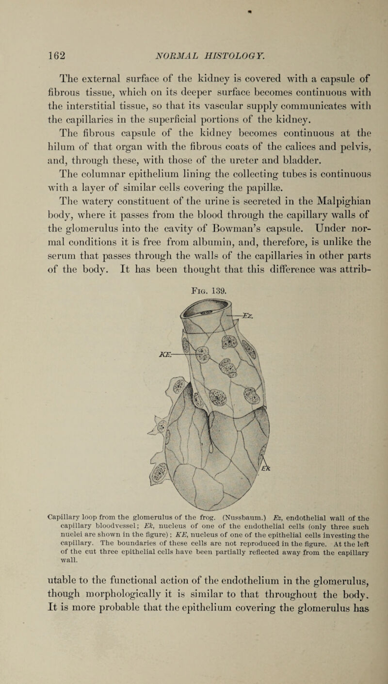 The external surface of the kidney is covered with a capsule of fibrous tissue, which on its deeper surface becomes continuous with the interstitial tissue, so that its vascular supply communicates with the capillaries in the superficial portions of the kidney. The fibrous capsule of the kidney becomes continuous at the hilum of that organ with the fibrous coats of the calices and pelvis, and, through these, with those of the ureter and bladder. The columnar epithelium lining the collecting tubes is continuous with a layer of similar cells covering the papillae. The watery constituent of the urine is secreted in the Malpighian body, where it passes from the blood through the capillary walls of the glomerulus into the cavity of Bowman’s capsule. Under nor¬ mal conditions it is free from albumin, and, therefore, is unlike the serum that passes through the walls of the capillaries in other parts of the body. It has been thought that this difference was attrib- Fig. 139. Capillary loop from the glomerulus of the frog. (Nussbaum.) Ez, endothelial wall of the capillary bloodvessel; Ek, nucleus of one of the endothelial cells (only three such nuclei are shown in the figure); KE, nucleus of one of the epithelial cells investing the capillary. The boundaries of these cells are not reproduced in the figure. At the left of the cut three epithelial cells have been partially reflected away from the capillary wall. utable to the functional action of the endothelium in the glomerulus, though morphologically it is similar to that throughout the body. It is more probable that the epithelium covering the glomerulus has