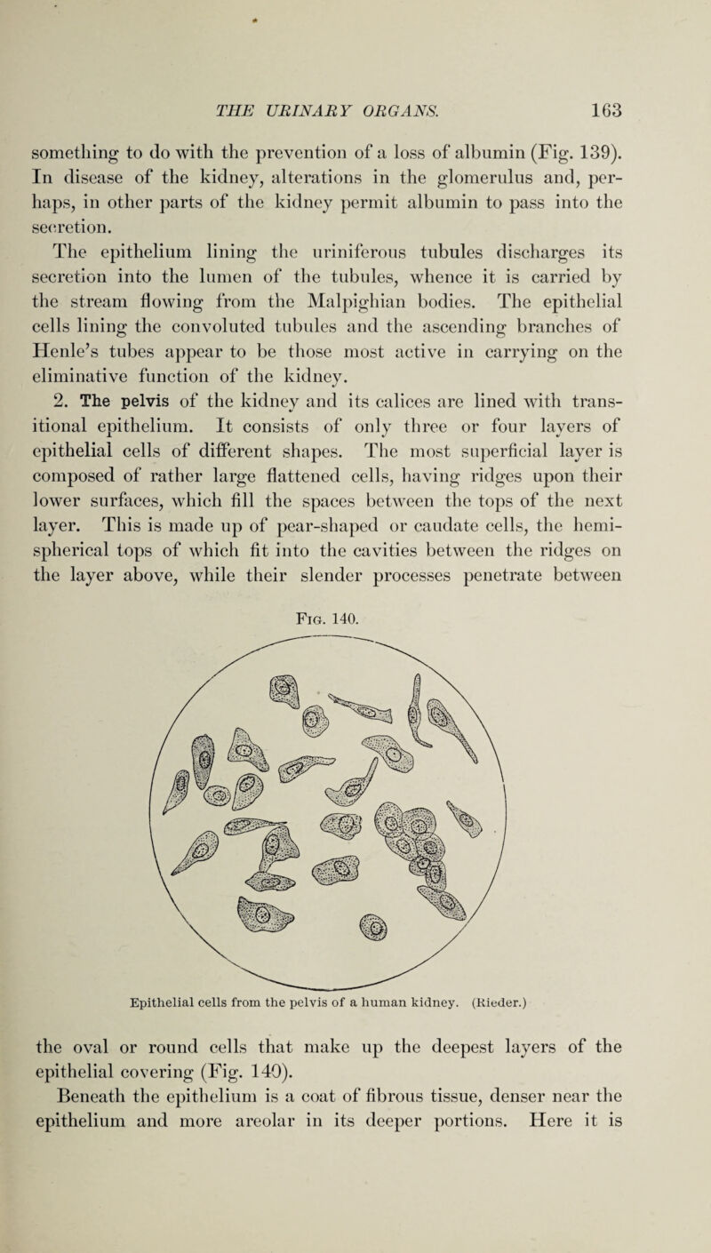 something to do with the prevention of a loss of albumin (Fig. 139). In disease of the kidney, alterations in the glomerulus and, per¬ haps, in other parts of the kidney permit albumin to pass into the secretion. The epithelium lining the uriniferous tubules discharges its secretion into the lumen of the tubules, whence it is carried by the stream flowing from the Malpighian bodies. The epithelial cells lining the convoluted tubules and the ascending branches of Henle’s tubes appear to be those most active in carrying on the eliminative function of the kidney. 2. The pelvis of the kidnev and its calices are lined with trans- •/ itional epithelium. It consists of only three or four layers of epithelial cells of different shapes. The most superficial layer is composed of rather large flattened cells, having ridges upon their lower surfaces, which fill the spaces between the tops of the next layer. This is made up of pear-shaped or caudate cells, the hemi¬ spherical tops of which fit into the cavities between the ridges on the layer above, while their slender processes penetrate between Fig. 140. Epithelial cells from the pelvis of a human kidney. (Kieder.) the oval or round cells that make up the deepest layers of the epithelial covering (Fig. 149). Beneath the epithelium is a coat of fibrous tissue, denser near the epithelium and more areolar in its deeper portions. Here it is