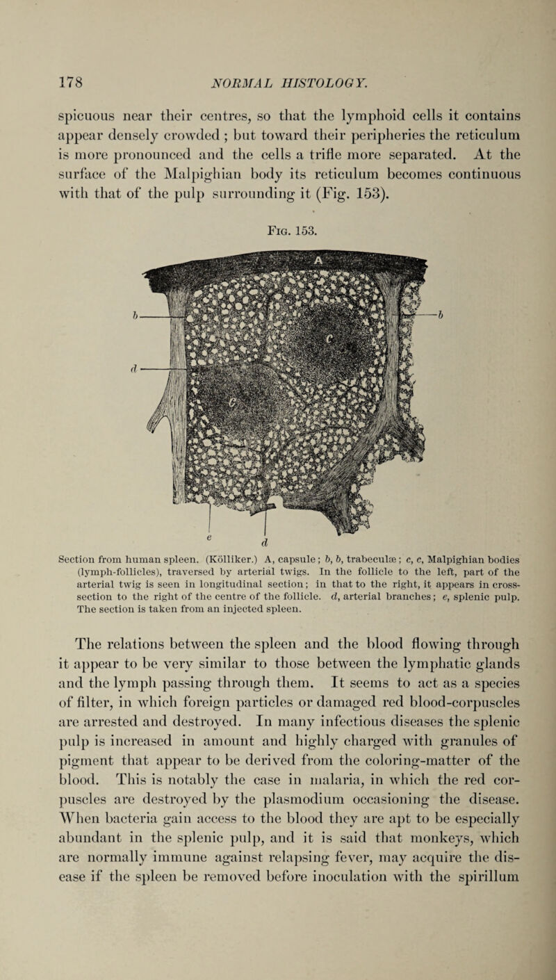 spicuous near their centres, so that the lymphoid cells it contains appear densely crowded ; but toward their peripheries the reticulum is more pronounced and the cells a trifle more separated. At the surface of the Malpighian body its reticulum becomes continuous with that of the pulp surrounding it (Fig. 153). Fig. 153. Section from human spleen. (Kolliker.) A, capsule; b, b, trabeculae; c, c, Malpighian bodies (lymph-follicles), traversed by arterial twigs. In the follicle to the left, part of the arterial twig is seen in longitudinal section; in that to the right, it appears in cross- section to the right of the centre of the follicle, d, arterial branches ; e, splenic pulp. The section is taken from an injected spleen. The relations between the spleen and the blood flowing through it appear to be very similar to those between the lymphatic glands and the lymph passing through them. It seems to act as a species of filter, in which foreign particles or damaged red blood-corpuscles are arrested and destroyed. In many infectious diseases the splenic pulp is increased in amount and highly charged with granules of pigment that appear to be derived from the coloring-matter of the blood. This is notablv the case in malaria, in which the red cor- puscles are destroyed by the plasmodium occasioning the disease. When bacteria gain access to the blood they are apt to be especially abundant in the splenic pulp, and it is said that monkeys, which are normally immune against relapsing fever, may acquire the dis¬ ease if the spleen be removed before inoculation with the spirillum