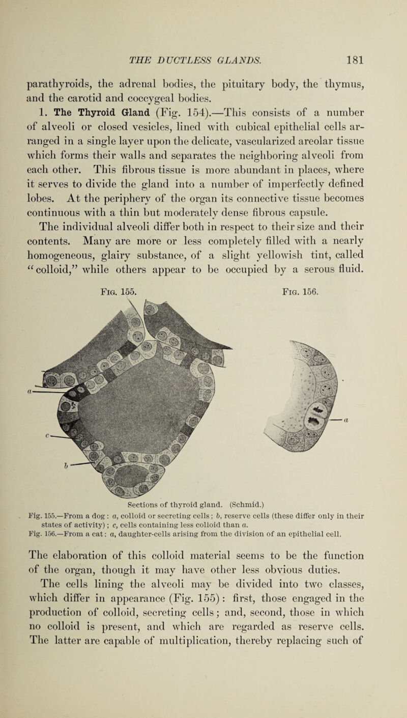 parathyroids, the adrenal bodies, the pituitary body, the thymus, and the carotid and coccygeal bodies. 1. The Thyroid Gland (Fig. 154).—This consists of a number of alveoli or closed vesicles, lined with cubical epithelial cells ar¬ ranged in a single layer upon the delicate, vascularized areolar tissue which forms their walls and separates the neighboring alveoli from each other. This fibrous tissue is more abundant in places, where it serves to divide the gland into a number of imperfectly defined lobes. At the periphery of the organ its connective tissue becomes continuous with a thin but moderately dense fibrous capsule. The individual alveoli differ both in respect to their size and their contents. Many are more or less completely filled with a nearly homogeneous, glairy substance, of a slight yellowish tint, called “colloid,” while others appear to be occupied by a serous fluid. Fig. 155. Fig. 156. Sections of thyroid gland. (Schmid.) Fig. 155.—From a dog: a, colloid or secreting cells ; b, reserve cells (these differ only in their states of activity); c, cells containing less colloid than a. Fig. 156.—From a cat: a, daughter-cells arising from the division of an epithelial cell. The elaboration of this colloid material seems to be the function of the organ, though it may have other less obvious duties. The cells lining the alveoli may be divided into two classes, which differ in appearance (Fig. 155) : first, those engaged in the production of colloid, secreting cells; and, second, those in which no colloid is present, and which are regarded as reserve cells. The latter are capable of multiplication, thereby replacing such of