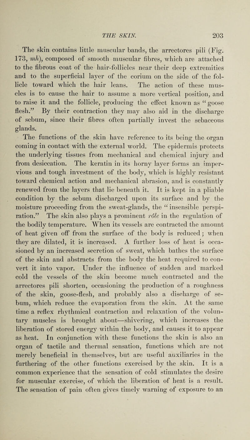 The skin contains little muscular bands, the arrectores pili (Fig. 173, mh), composed of smooth muscular fibres, which are attached to the fibrous coat of the hair-follicles near their deep extremities and to the superficial layer of the corium on the side of the fol¬ licle toward which the hair leans. The action of these mus¬ cles is to cause the hair to assume a more vertical position, and to raise it and the follicle, producing the effect known as “ goose flesh.” By their contraction they may also aid in the discharge of sebum, since their fibres often partially invest the sebaceous glands. The functions of the skin have reference to its being the organ coming in contact with the external world. The epidermis protects the underlying tissues from mechanical and chemical injury and from desiccation. The keratin in its horny layer forms an imper¬ vious and tough investment of the body, which is highly resistant toward chemical action and mechanical abrasion, and is constantly renewed from the layers that lie beneath it. It is kept in a pliable condition by the sebum discharged upon its surface and by the moisture proceeding from the sweat-glands, the u insensible perspi¬ ration.” The skin also plays a prominent role in the regulation of the bodily temperature. When its vessels are contracted the amount of heat given off from the surface of the body is reduced; when they are dilated, it is increased. A further loss of heat is occa¬ sioned by an increased secretion of sweat, which bathes the surface of the skin and abstracts from the body the heat required to con¬ vert it into vapor. Under the influence of sudden and marked cold the vessels of the skin become much contracted and the arrectores pili shorten, occasioning the production of a roughness of the skin, goose-flesh, and probably also a discharge of se¬ bum, which reduce the evaporation from the skin. At the same time a reflex rhythmical contraction and relaxation of the volun¬ tary muscles is brought about—shivering, which increases the liberation of stored energy within the body, and causes it to appear as heat. In conjunction with these functions the skin is also an organ of tactile and thermal sensation, functions which are not merely beneficial in themselves, but are useful auxiliaries in the furthering of the other functions exercised by the skin. It is a common experience that the sensation of cold stimulates the desire for muscular exercise, of which the liberation of heat is a result. The sensation of pain often gives timely warning of exposure to an