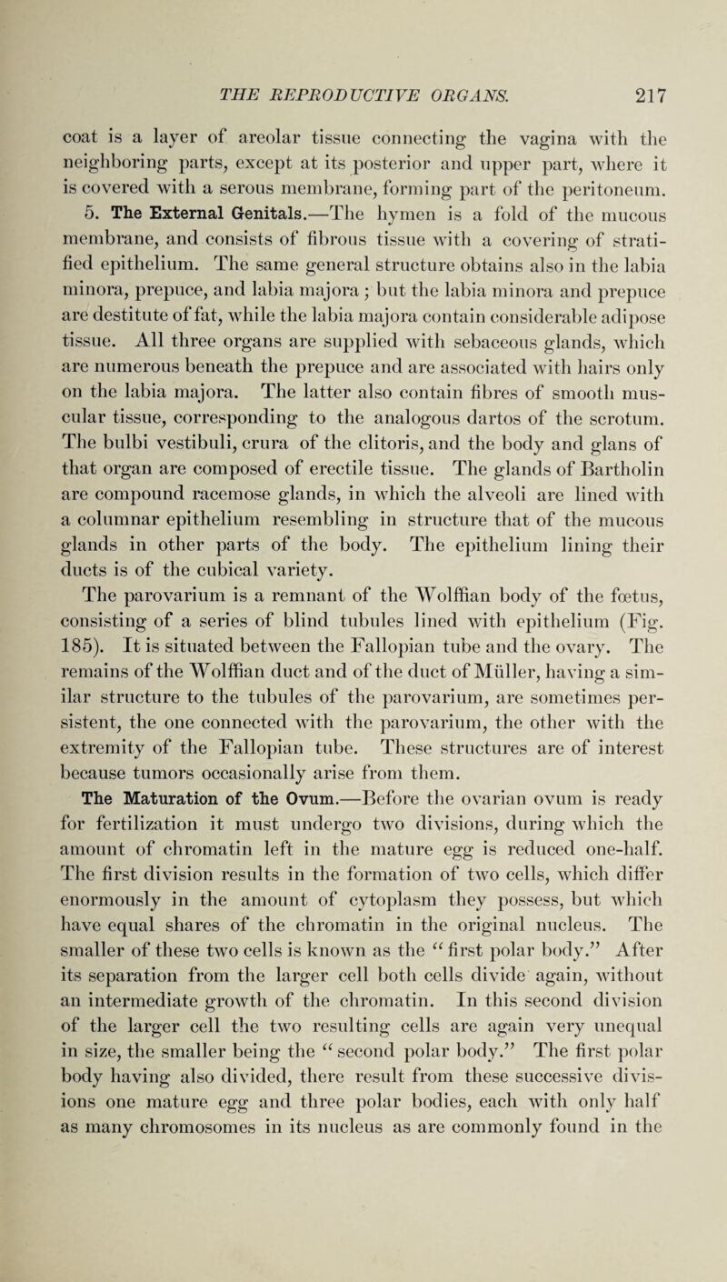 coat is a layer of areolar tissue connecting the vagina with the neighboring parts, except at its posterior and upper part, where it is covered with a serous membrane, forming part of the peritoneum. 5. The External Genitals.—The hymen is a fold of the mucous membrane, and consists of fibrous tissue with a covering of strati¬ fied epithelium. The same general structure obtains also in the labia minora, prepuce, and labia majora ; but the labia minora and prepuce are destitute of fat, while the labia majora contain considerable adipose tissue. All three organs are supplied with sebaceous glands, which are numerous beneath the prepuce and are associated with hairs only on the labia majora. The latter also contain fibres of smooth mus¬ cular tissue, corresponding to the analogous dartos of the scrotum. The bulbi vestibuli, crura of the clitoris, and the body and glans of that organ are composed of erectile tissue. The glands of Bartholin are compound racemose glands, in which the alveoli are lined with a columnar epithelium resembling in structure that of the mucous glands in other parts of the body. The epithelium lining their ducts is of the cubical variety. The parovarium is a remnant of the Wolffian body of the foetus, consisting of a series of blind tubules lined with epithelium (Fig. 185). It is situated between the Fallopian tube and the ovary. The remains of the Wolffian duct and of the duct of Muller, having a sim¬ ilar structure to the tubules of the parovarium, are sometimes per¬ sistent, the one connected with the parovarium, the other with the extremity of the Fallopian tube. These structures are of interest because tumors occasionally arise from them. The Maturation of the Ovum.—Before the ovarian ovum is ready for fertilization it must undergo two divisions, during which the amount of chromatin left in the mature egg is reduced one-half. The first division results in the formation of two cells, which differ enormously in the amount of cytoplasm they possess, but which have equal shares of the chromatin in the original nucleus. The smaller of these two cells is known as the “ first polar body.” After its separation from the larger cell both cells divide again, without an intermediate growth of the chromatin. In this second division of the larger cell the two resulting cells are again very unequal in size, the smaller being the “ second polar body.” The first polar body having also divided, there result from these successive divis¬ ions one mature egg and three polar bodies, each with only half as many chromosomes in its nucleus as are commonly found in the
