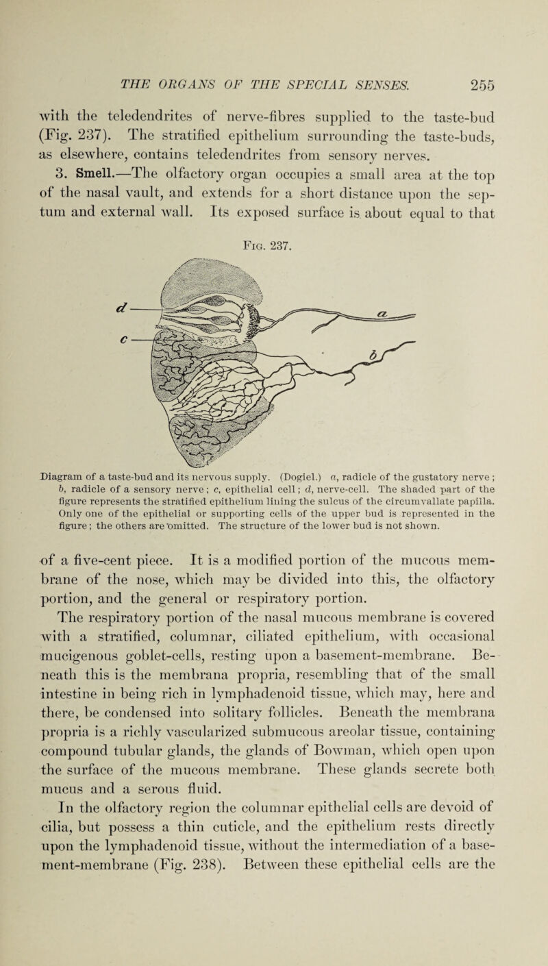 with the teledendrites of nerve-fibres supplied to the taste-bud (Fig. 237). The stratified epithelium surrounding the taste-buds, as elsewhere, contains teledendrites from sensory nerves. 3. Smell.—The olfactory organ occupies a small area at the top of the nasal vault, and extends for a short distance upon the sep¬ tum and external wall. Its exposed surface is about equal to that Fig. 237. Diagram of a taste-bud and its nervous supply. (Dogiel.) a, radicle of the gustatory nerve ; b, radicle of a sensory nerve; c, epithelial cell; d, nerve-cell. The shaded part of the figure represents the stratified epithelium lining the sulcus of the circumvallate papilla. Only one of the epithelial or supporting cells of the upper bud is represented in the figure; the others are'omitted. The structure of the lower bud is not shown. of a five-cent piece. It is a modified portion of the mucous mem¬ brane of the nose, which may be divided into this, the olfactory portion, and the general or respiratory portion. The respiratory portion of the nasal mucous membrane is covered with a stratified, columnar, ciliated epithelium, with occasional mucigenous goblet-cells, resting upon a basement-membrane. Be¬ neath this is the membrana propria, resembling that of the small intestine in being rich in lymphadenoid tissue, which may, here and there, be condensed into solitary follicles. Beneath the membrana propria is a richly vascularized submucous areolar tissue, containing compound tubular glands, the glands of Bowman, which open upon the surface of the mucous membrane. These glands secrete both mucus and a serous fluid. In the olfactory region the columnar epithelial cells are devoid of cilia, but possess a thin cuticle, and the epithelium rests directly upon the lymphadenoid tissue, without the intermediation of a base¬ ment-membrane (Fig. 238). Between these epithelial cells are the