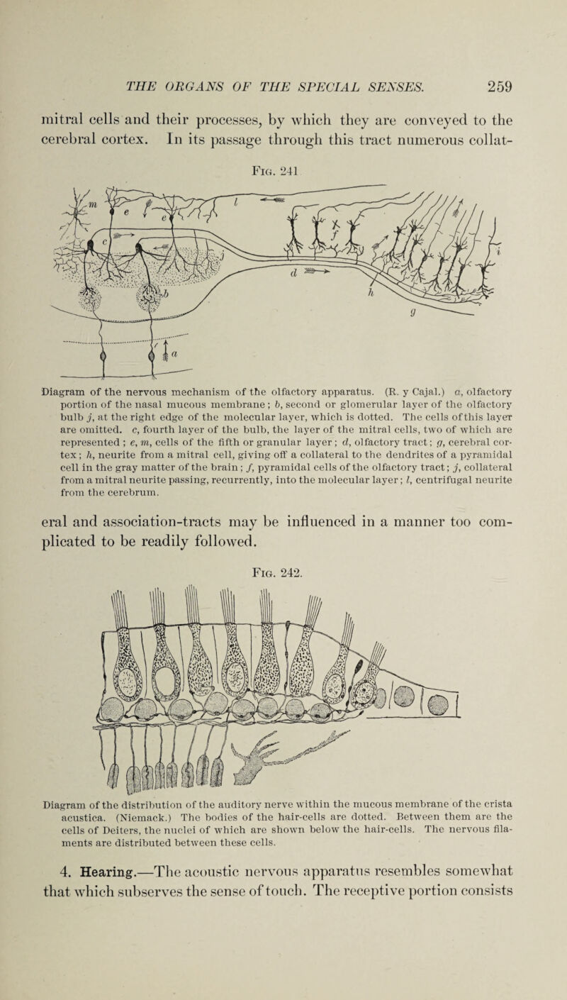 mitral cells and their processes, by which they are conveyed to the cerebral cortex. In its passage through this tract numerous collat- Fig. 241 Diagram of the nervous mechanism of the olfactory apparatus. (R. y Cajal.) a, olfactory portion of the nasal mucous membrane; b, second or glomerular layer of the olfactory bulb j, at the right edge of the molecular layer, which is dotted. The cells of this layer are omitted, c, fourth layer of the bulb, the layer of the mitral cells, two of which are represented ; e, m, cells of the fifth or granular layer; d, olfactory tract; g, cerebral cor¬ tex ; h, neurite from a mitral cell, giving off a collateral to the dendrites of a pyramidal cell in the gray matter of the brain ; /, pyramidal cells of the olfactory tract; j, collateral from a mitral neurite passing, recurrently, into the molecular layer; l, centrifugal neurite from the cerebrum. era! and association-tracts may be influenced in a manner too com¬ plicated to be readily followed. Fig. 242. Diagram of the distribution of the auditory nerve within the mucous membrane of the crista acustica. (Niemack.) The bodies of the hair-cells are dotted. Between them are the cells of Deiters, the nuclei of which are shown below the hair-cells. The nervous fila¬ ments are distributed between these cells. 4. Hearing.—The acoustic nervous apparatus resembles somewhat that which subserves the sense of touch. The receptive portion consists