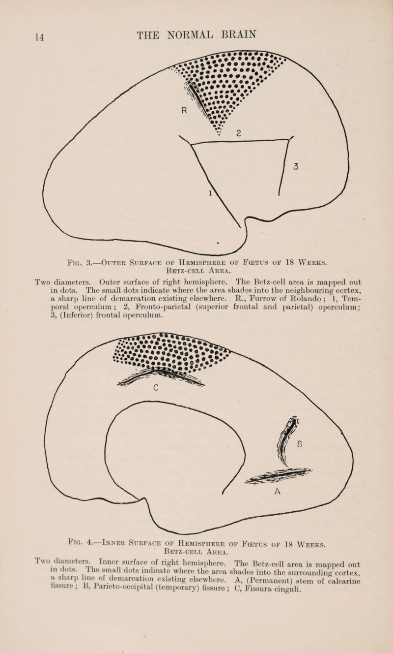 Fig. 3.—Outer Surface of Hemisphere of Fcetus of 18 Weeks. Betz-cell Area. Two diameters. Outer surface of right hemisphere. The Betz-cell area is mapped out in dots. The small dots indicate where the area shades into the neighbouring cortex, a sharp line of demarcation existing elsewhere. R., Furrow of Rolando ; 1, Tem¬ poral operculum; 2, Fronto-parietal (superior frontal and parietal) operculum; 3, (Inferior) frontal operculum. Fig. 4.—Inner Surface of Hemisphere of Fcetus of 18 Weeks. Betz-cell Area. Two diameters Inner surface of right hemisphere. The Betz-cell area is mapped out in clots. I he small dots indicate where the area shades into the surrounding cortex, a sharp line of demarcation existing elsewhere. A, (Permanent) stem of calcarine nssure ; B, Paneto-occipital (temporary) fissure ; C, Fissura cinguli