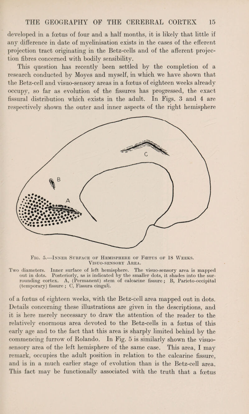 developed in a foetus of four and a half months, it is likely that little if any difference in date of myelinisation exists in the cases of the efferent projection tract originating in the Betz-cells and of the afferent projec¬ tion fibres concerned with bodily sensibility. This question has recently been settled by the completion of a research conducted by Moyes and myself, in which we have shown that the Betz-cell and visuo-sensory areas in a foetus of eighteen weeks already occupy, so far as evolution of the fissures has progressed, the exact fissural distribution which exists in the adult. In Figs. 3 and 4 are respectively shown the outer and inner aspects of the right hemisphere Fig. 5.—Inner Surface of Hemisphere of Fcetus of 18 Weeks. Visuo-sensory Area. Two diameters. Inner surface of left hemisphere. The visuo-sensory area is mapped out in dots. Posteriorly, as is indicated by the smaller dots, it shades into the sur¬ rounding cortex. A, ( Permanent) stem of calcarine fissure ; B, Parieto-occipital (temporary) fissure ; C, Fissura cinguli. of a foetus of eighteen weeks, with the Betz-cell area mapped out in dots. Details concerning these illustrations are given in the descriptions, and it is here merely necessary to draw the attention of the reader to the relatively enormous area devoted to the Betz-cells in a foetus of this early age and to the fact that this area is sharply limited behind by the commencing furrow of Rolando. In Fig. 5 is similarly shown the visuo- sensory area of the left hemisphere of the same case. This area, I may remark, occupies the adult position in relation to the calcarine fissure, and is in a much earlier stage of evolution than is the Betz-cell area. This fact may be functionally associated with the truth that a foetus