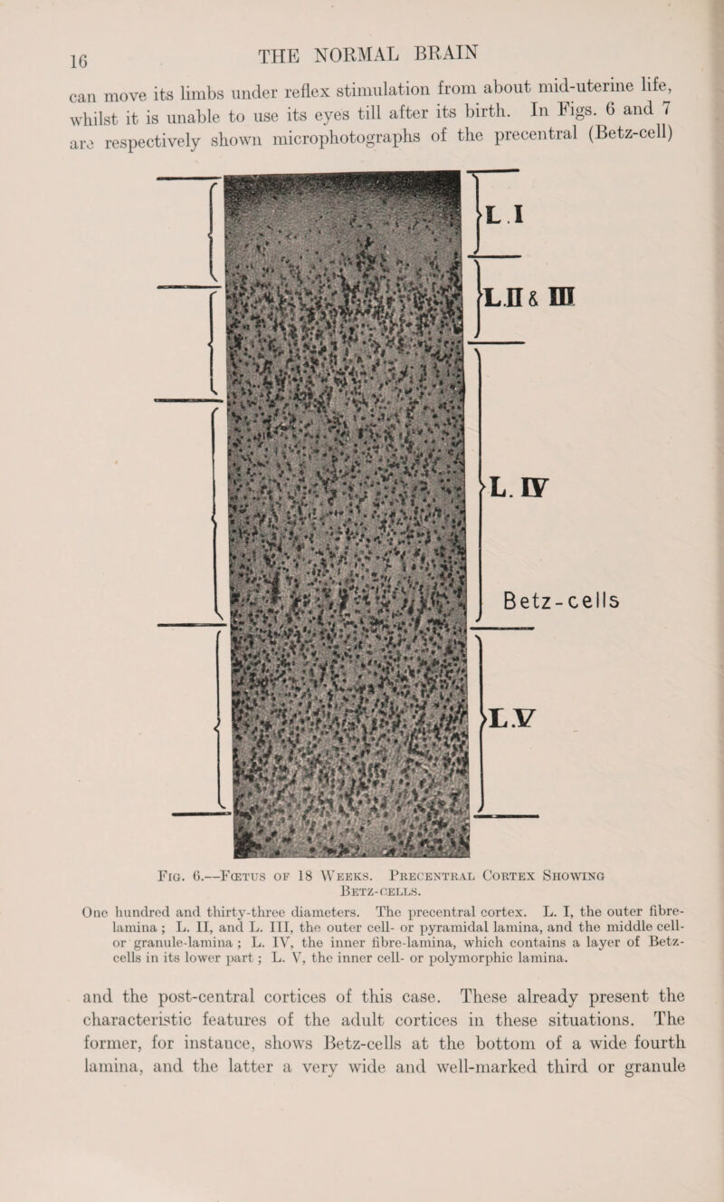 can move its limbs under reflex stimulation from about mid-uterine life, whilst it is unable to use its eyes till after its birth. In Figs. 6 and 7 are respectively shown microphotographs of the precentral (Betz-cell) l ii & in ki.w Betz-cells Fig. 6.—Fcetus of 18 Weeks. Precentral Cortex Showing Betz-cells. One hundred and thirty-three diameters. The precentral cortex. L. I, the outer fibre- lamina; L. II, and L. Ill, the outer cell- or pyramidal lamina, and the middle cell- or granule-lamina ; L. IV, the inner fibre-lamina, which contains a layer of Betz- cells in its lower part; L. V, the inner cell- or polymorphic lamina. and the post-central cortices of this case. These already present the characteristic features of the adult cortices in these situations. The former, for instance, shows Betz-cells at the bottom of a wide fourth lamina, and the latter a very wide and well-marked third or granule