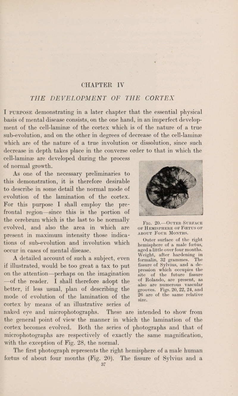 CHAPTER IV THE DEVELOPMENT OF THE CORTEX I purpose demonstrating in a later chapter that the essential physical basis of mental disease consists, on the one hand, in an imperfect develop¬ ment of the cell-laminae of the cortex which is of the nature of a true sub-evolution, and on the other in degrees of decrease of the cell-laminae which are of the nature of a true involution or dissolution, since such decrease in depth takes place in the converse order to that in which the cell-laminae are developed during the process of normal growth. As one of the necessary preliminaries to this demonstration, it is therefore desirable to describe in some detail the normal mode of evolution of the lamination of the cortex. For this purpose I shall employ the pre¬ frontal region—since this is the portion of the cerebrum which is the last to be normally evolved, and also the area in which are present in maximum intensity those indica¬ tions of sub-evolution and involution which occur in cases of mental disease. A detailed account of such a subject, even if illustrated, would be too great a tax to put on the attention—perhaps on the imagination —of the reader. I shall therefore adopt the better, if less usual, plan of describing the mode of evolution of the lamination of the cortex by means of an illustrative series of naked eye and microphotographs. These are intended to show from the general point of view the manner in which the lamination of the cortex becomes evolved. Both the series of photographs and that of microphotographs are respectively of exactly the same magnification, with the exception of Fig. 28, the normal. The first photograph represents the right hemisphere of a male human foetus of about four months (Fig. 20). The fissure of Sylvius and a 37 Fig. 20.—Outer Surface of Hemisphere oe Fcetus of about Four Months. Outer surface of the right hemisphere of a male foetus, aged a little over four months. Weight, after hardening in formalin, 32 grammes. The fissure of Sylvius, and a de¬ pression which occupies the site of the future fissure of Rolando, are present, as also are numerous vascular grooves. Figs. 20, 22, 24, and 26 are of the same relative size.