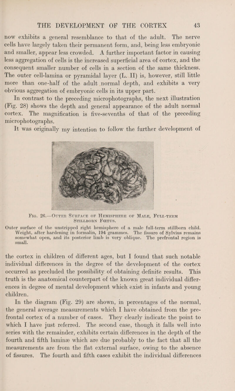 now exhibits a general resemblance to that of the adult. The nerve cells have largely taken their permanent form, and, being less embryonic and smaller, appear less crowded. A further important factor in causing less aggregation of cells is the increased superficial area of cortex, and the consequent smaller number of cells in a section of the same thickness. The outer cell-lamina or pyramidal layer (L. II) is, however, still little more than one-half of the adult normal depth, and exhibits a very obvious aggregation of embryonic cells in its upper part. In contrast to the preceding microphotographs, the next illustration (Fig. 28) shows the depth and general appearance of the adult normal cortex. The magnification is five-sevenths of that of the preceding microphotographs. It was originally my intention to follow the further development of Fig. 26.-—Outer Surface oe Hemisphere oe Male, Full-term Stillborn Fcetus. Outer surface of the unstripped right hemisphere of a male full-term stillborn child. Weight, after hardening in formalin, 194 grammes. The fissure of Sylvius remains somewhat open, and its posterior limb is very oblique. The prefrontal region is small. the cortex in children of different ages, but I found that such notable individual differences in the degree of the development of the cortex occurred as precluded the possibility of obtaining definite results. This truth is the anatomical counterpart of the known great individual differ¬ ences in degree of mental development which exist in infants and young children. In the diagram (Fig. 29) are shown, in percentages of the normal, the general average measurements which I have obtained from the pre¬ frontal cortex of a number of cases. They clearly indicate the point to which I have just referred. The second case, though it falls well into series with the remainder, exhibits certain differences in the depth of the fourth and fifth laminse which are due probably to the fact that all the measurements are from the flat external surface, owing to the absence of fissures. The fourth and fifth cases exhibit the individual differences