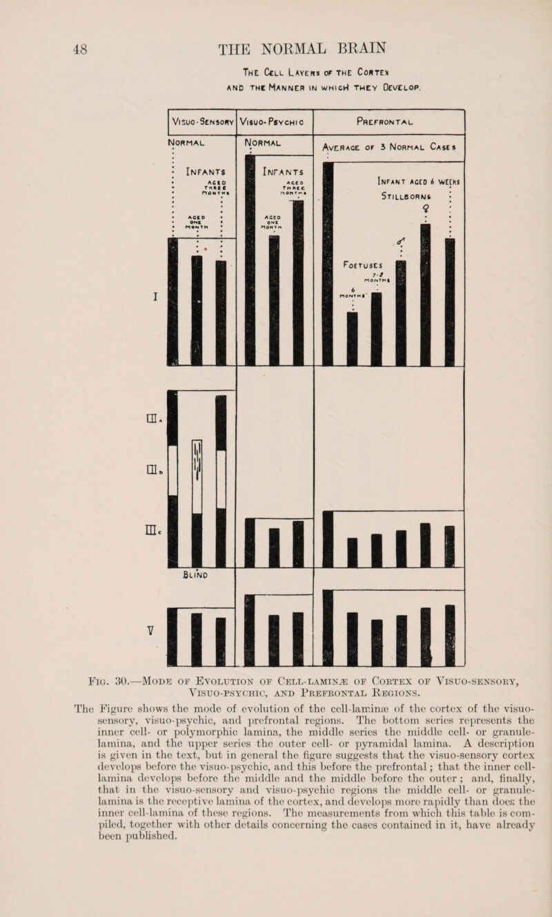 The Cell Layers of the Cortex and thc Manner in which! they (Develop. I hl nu V Fig. 30.—Mode of Evolution of Cell-lamina of Cortex of Visuo-sensory, ViSUO-PSYCHIC, AND PREFRONTAL REGIONS. The Figure shows the mode of evolution of the cell-lair.ime of the cortex of the visuo- sensory, visuo-psychic, and prefrontal regions. The bottom series represents the inner cell- or polymorphic lamina, the middle series the middle cell- or granule- lamina, and the upper series the outer cell- or pyramidal lamina. A description is given in the text, but in general the figure suggests that the visuo-sensory cortex develops before the visuo-psychic, and this before the prefrontal; that the inner cell- lamina develops before the middle and the middle before the outer ; and, finally, that in the visuo-sensory and visuo-psychic regions the middle cell- or granule- lamina is the receptive lamina of the cortex, and develops more rapidly than does the inner cell-lamina of these regions. The measurements from which this table is com¬ piled, together with other details concerning the cases contained in it, have already been published.