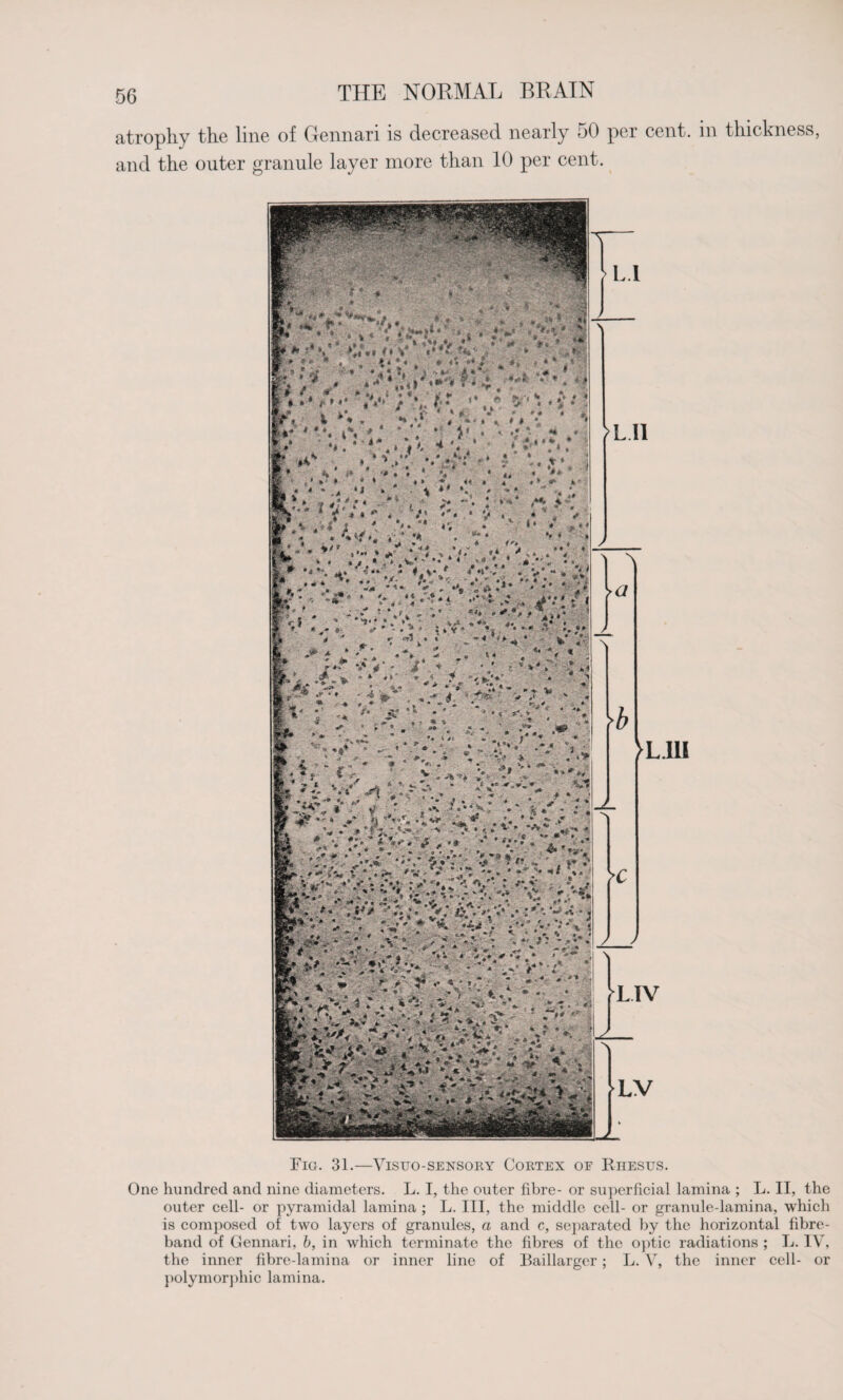 atrophy the line of Gennari is decreased nearly 50 per cent, in thickness, and the outer granule layer more than 10 per cent. Fig. 31.—Vistjo-sensory Cortex of Rhesus. One hundred and nine diameters. L. I, the outer fibre- or superficial lamina ; L. II, the outer cell- or pyramidal lamina ; L. Ill, the middle cell- or granule-lamina, which is composed of two layers of granules, a and c, separated by the horizontal fibre- band of Gennari, b, in which terminate the fibres of the optic radiations ; L. IV, the inner fibre-lamina or inner line of Baillarger; L. V, the inner cell- or polymorphic lamina.