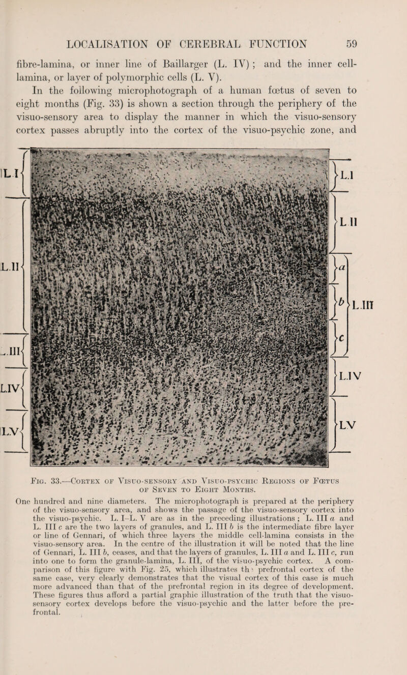 fibre-lamina, or inner line of Baillarger (L. IV) ; and the inner cell- lamina, or layer of polymorphic cells (L. Y). In the following microphotograph of a human foetus of seven to eight months (Fig. 33) is shown a section through the periphery of the visuo-sensory area to display the manner in which the visuo-sensory cortex passes abruptly into the cortex of the visuo-psychic zone, and L.lH ,UT L.IV< LV LV Fig. 33.—Cortex of Visuo-sensory and Visuo-psychic Regions oe Fcetus of Seven to Eight Months. One hundred and nine diameters. The microphotograph is prepared at the periphery of the visuo-sensory area, and shows the passage of the visuo-sensory cortex into the visuo-psychic. L. I-L. V are as in the preceding illustrations ; L. Ill a and L. Ill c are the two layers of granules, and L. Ill b is the intermediate fibre layer or line of Gennari, of which three layers the middle cell-lamina consists in the visuo-sensory area. In the centre of the illustration it will be noted that the line of Gennari, L. Ill b, ceases, and that the layers of granules, L. Ill a and L. Ill c, run into one to form the granule-lamina, L. Ill, of the visuo-psychic cortex. A com¬ parison of this figure with Fig. 25, which illustrates th? prefrontal cortex of the same case, very clearly demonstrates that the visual cortex of this case is much more advanced than that of the prefrontal region in its degree of development. These figures thus afford a partial graphic illustration of the truth that the visuo- sensory cortex develops before the visuo-psychic and the latter before the pre¬ frontal.