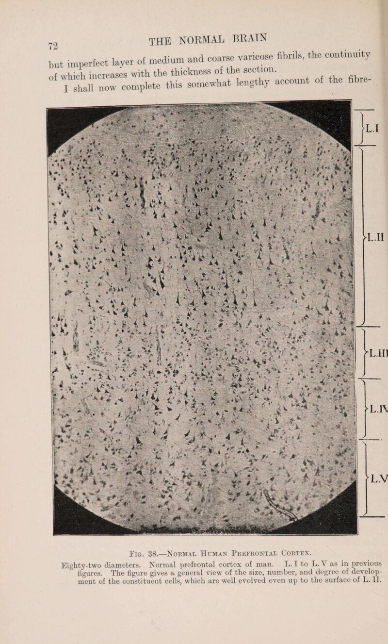 but imperfect layer of medium and coarse varicose fibrils, the continuity of which increases with the thickness of the section. I slia]l now complete this somewhat lengthy account of the fibre- THE NORMAL BRAIN i £ ■ “•» £ 1 ' ‘ * 4 i • *,* . , « k '-i 4 r 7v * :k # Jur >%■>.*■ % \ •* rV i 1 ' s1, i ^ / *; V <, * *■*.’ v ^ \ V • ’it * 4 a V’. A V •.4&£ 5 « - ;I T, 7 V 7 • * yt * * tv' f;Hrv,! J9 • 4 m- *'' •Vh’ ^L.III ■y~ ►L.I\ L.V >l.ii Fig. 38.—Normal Human Prefrontal Cortex. Eighty-two diameters. Normal prefrontal cortex of man. L. I to L. as in previous ligures. The figure gives a general view of the size, number, and degree of develop¬ ment of the constituent cells, which are well evolved even up to the surface of L. II.