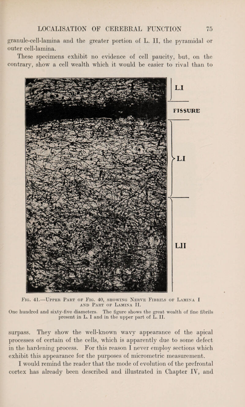 granule-cell-lamina and the greater portion of L. II, the pyramidal or outer cell-lamina. These specimens exhibit no evidence of cell paucity, but, on the contrary, show a cell wealth which it would be easier to rival than to Fig. 41.—Upper Part of Fig. 40, showing Nerve Fibrils of Lamina I and Part of Lamina II. One hundred and sixty-five diameters. The figure shows the great wealth of fine fibrils present in L. I and in the upper part of L. II. surpass. They show the well-known wavy appearance of the apical processes of certain of the cells, which is apparently due to some defect in the hardening process. For this reason I never employ sections which exhibit this appearance for the purposes of micrometric measurement. I would remind the reader that the mode of evolution of the prefrontal cortex has already been described and illustrated in Chapter IV, and