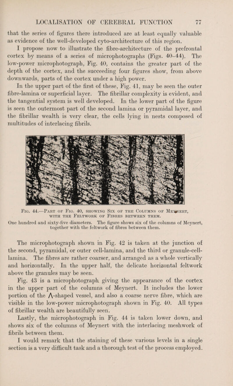 that the series of figures there introduced are at least equally valuable as evidence of the well-developed cyto-architecture of this region. I propose now to illustrate the fibre-architecture of the prefrontal cortex by means of a series of microphotographs (Figs. 40-44). The low-power microphotograph, Fig. 40, contains the greater part of the depth of the cortex, and the succeeding four figures show, from above downwards, parts of the cortex under a high power. In the upper part of the first of these, Fig. 41, may be seen the outer fibre-lamina or superficial layer. The fibrillar complexity is evident, and the tangential system is well developed. In the lower part of the figure is seen the outermost part of the second lamina or pyramidal layer, and the fibrillar wealth is very clear, the cells lying in nests composed of multitudes of interlacing fibrils. Fig. 44.—Part of Fig. 40, showing Six of the Columns of Me^stert, WITH THE FeLTWORK OF FIBRES BETWEEN THEM. One hundred and sixty-five diameters. The figure shows six of the columns of Meynert, together with the feltwork of fibres between them. The microphotograph shown in Fig. 42 is taken at the junction of the second, pyramidal, or outer cell-lamina, and the third or granule-cell- lamina. The fibres are rather coarser, and arranged as a whole vertically and horizontally. In the upper half, the delicate horizontal feltwork above the granules may be seen. Fig. 43 is a microphotograph giving the appearance of the cortex in the upper part of the columns of Meynert. It includes the lower portion of the A-shaped vessel, and also a coarse nerve fibre, which are visible in the low-power microphotograph shown in Fig. 40. All types of fibrillar wealth are beautifully seen. Lastly, the microphotograph in Fig. 44 is taken lower down, and shows six of the columns of Meynert with the interlacing meshwork of fibrils between them. I would remark that the staining of these various levels in a single section is a very difficult task and a thorough test of the process employed.