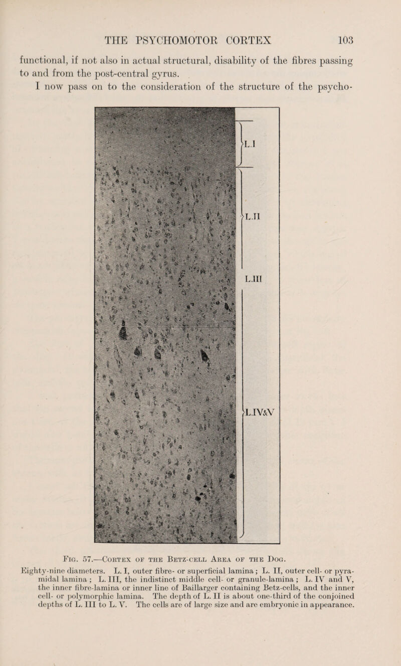 functional, if not also in actual structural, disability of the fibres passing to and from the post-central gyrus. I now pass on to the consideration of the structure of the psycho- Fig. 57.—Cortex of the Betz-cell Area of the Dog. Eighty-nine diameters. L. I, outer fibre- or superficial lamina ; L. II, outer cell- or pyra¬ midal lamina ; L. Ill, the indistinct middle cell- or granule-lamina ; L. IV and V, the inner fibre-lamina or inner line of Baillarger containing Betz-cells, and the inner cell- or polymorphic lamina. The depth of L. II is about one-third of the conjoined depths of L. Ill to L. V. The cells are of large size and are embryonic iu appearance.