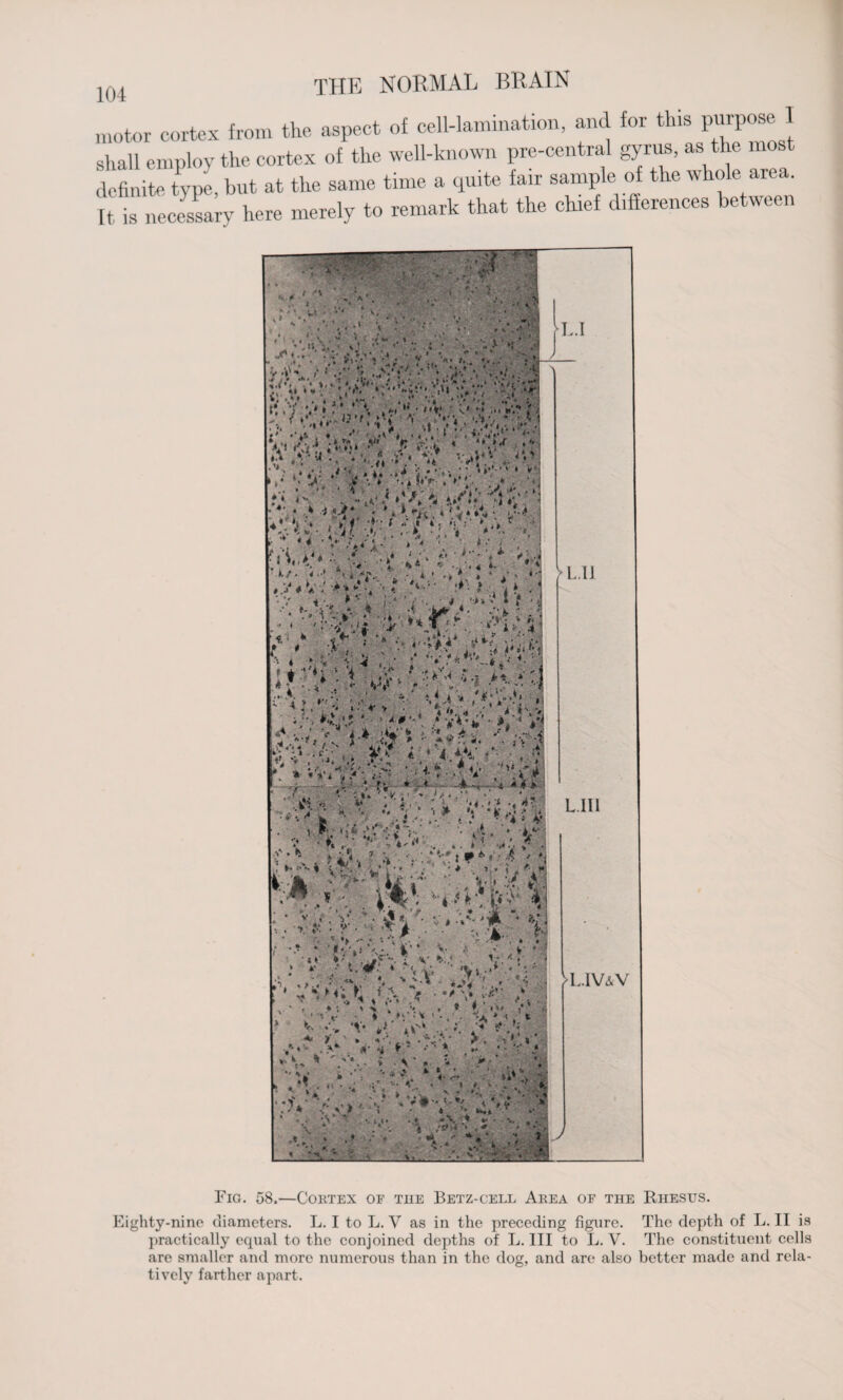 motor cortex from the aspect of cell-lamination, and for this> 1 ska)l employ the cortex of the well-known pre-central gyrus, as the most definite type, but at the same time a quite fan sample of the whole area. U is necessary here merely to remark that the chief differences between Fig. 58.—Cortex of the Betz-cell Area of the Rhesus. Eighty-nine diameters. L. I to L. V as in the preceding figure. The depth of L. II is practically equal to the conjoined depths of L. Ill to L. V. The constituent cells are smaller and more numerous than in the dog, and are also better made and rela¬ tively farther apart.