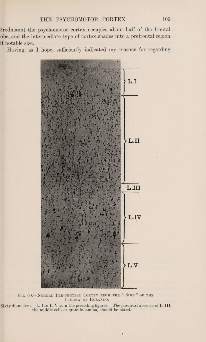 Irodmann) the psychomotor cortex occupies about half of the frontal obe, and the intermediate type of cortex shades into a prefrontal region >f notable size. Having, as I hope, sufficiently indicated my reasons for regarding VL.II L.III ► L.1V j Fig. 60.—Normal Pre-central Cortex from the “ Side ” of the Furrow of Rolando. Sixty diameters. L. I to L. V as in the preceding figures. The practical absence of L. Ill, the middle cell- or granule-lamina, should be noted.