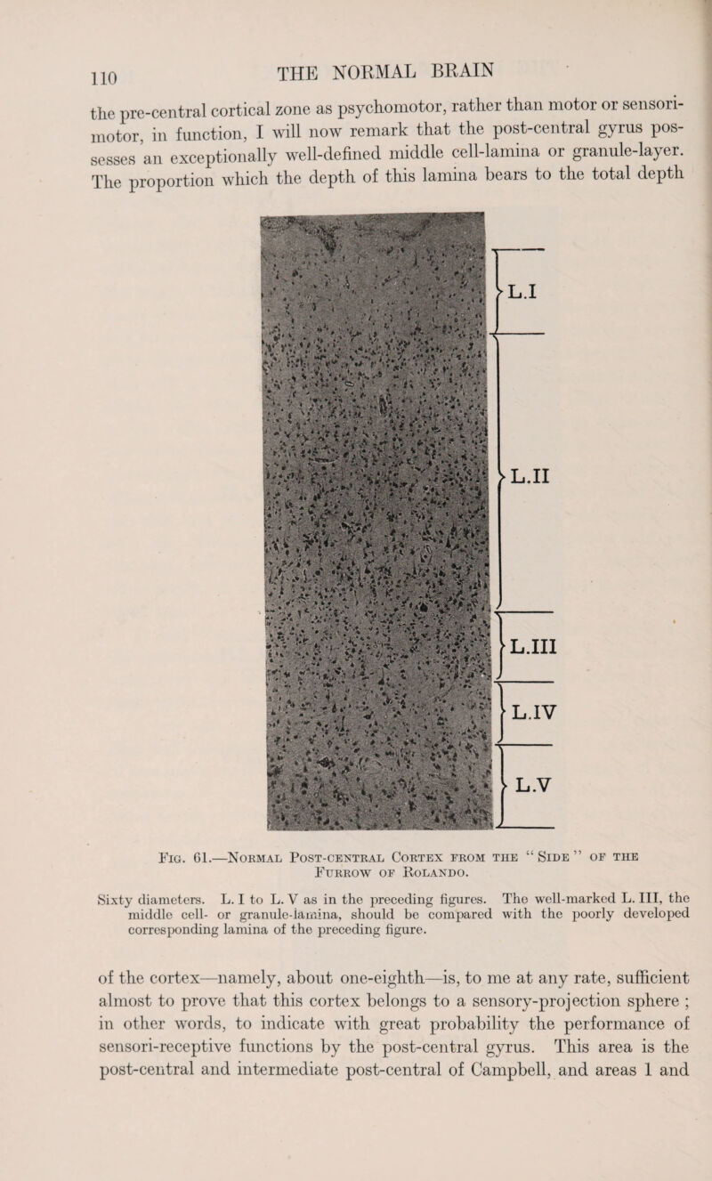 the pre-central cortical zone as psychomotor, rather than motor or sensori¬ motor. in function, I will now remark that the post-central gyrus pos¬ sesses an exceptionally well-defined middle cell-lamina or granule-layer. The proportion which the depth of this lamina bears to the total depth L.II | L.III [l.iv Fig. Gl.—Normal Post-central Cortex from the “ Side ” of the Furrow of Rolando. Sixty diameters. L. I to L. V as in the preceding figures. The well-marked L. Ill, the middle cell- or granule-lamina, should be compared with the poorly developed corresponding lamina of the preceding figure. of tlie cortex—namely, about one-eighth—is, to me at any rate, sufficient almost to prove that this cortex belongs to a sensory-projection sphere ; in other words, to indicate with great probability the performance of sensori-receptive functions by the post-central gyrus. This area is the post-central and intermediate post-central of Campbell, and areas 1 and